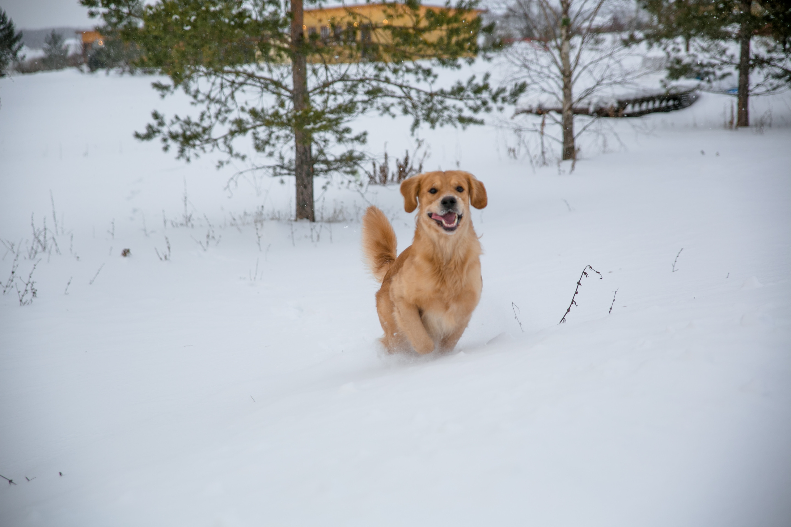 Новогодня сказка. База отдыха Осетрово. Школьный фотограф в Туле Светлана Привезенцева