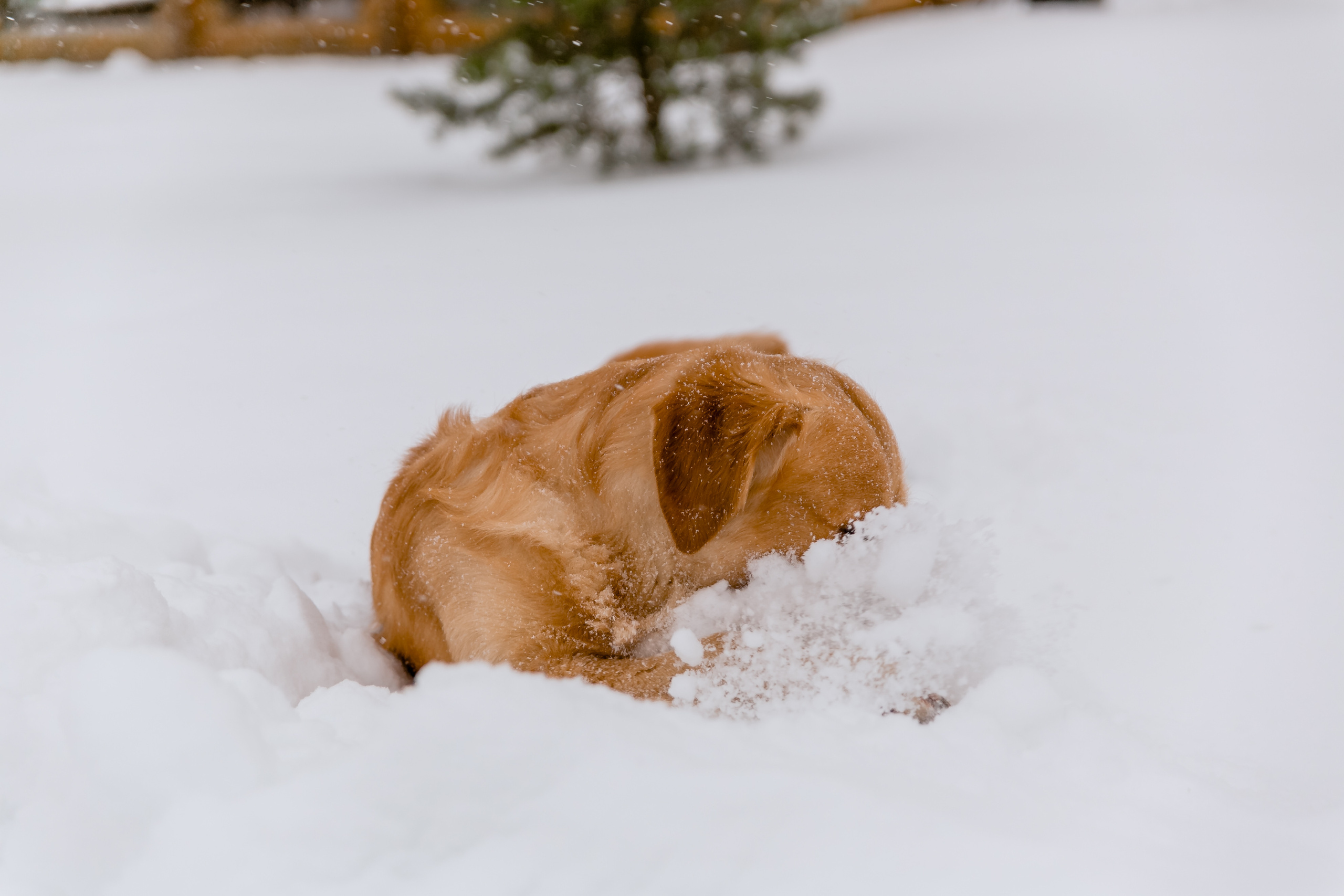 Новогодня сказка. База отдыха Осетрово. Школьный фотограф в Туле Светлана Привезенцева