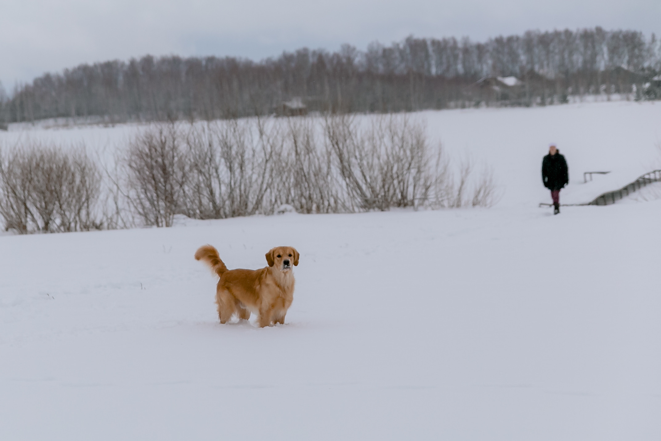 Новогодня сказка. База отдыха Осетрово. Школьный фотограф в Туле Светлана Привезенцева