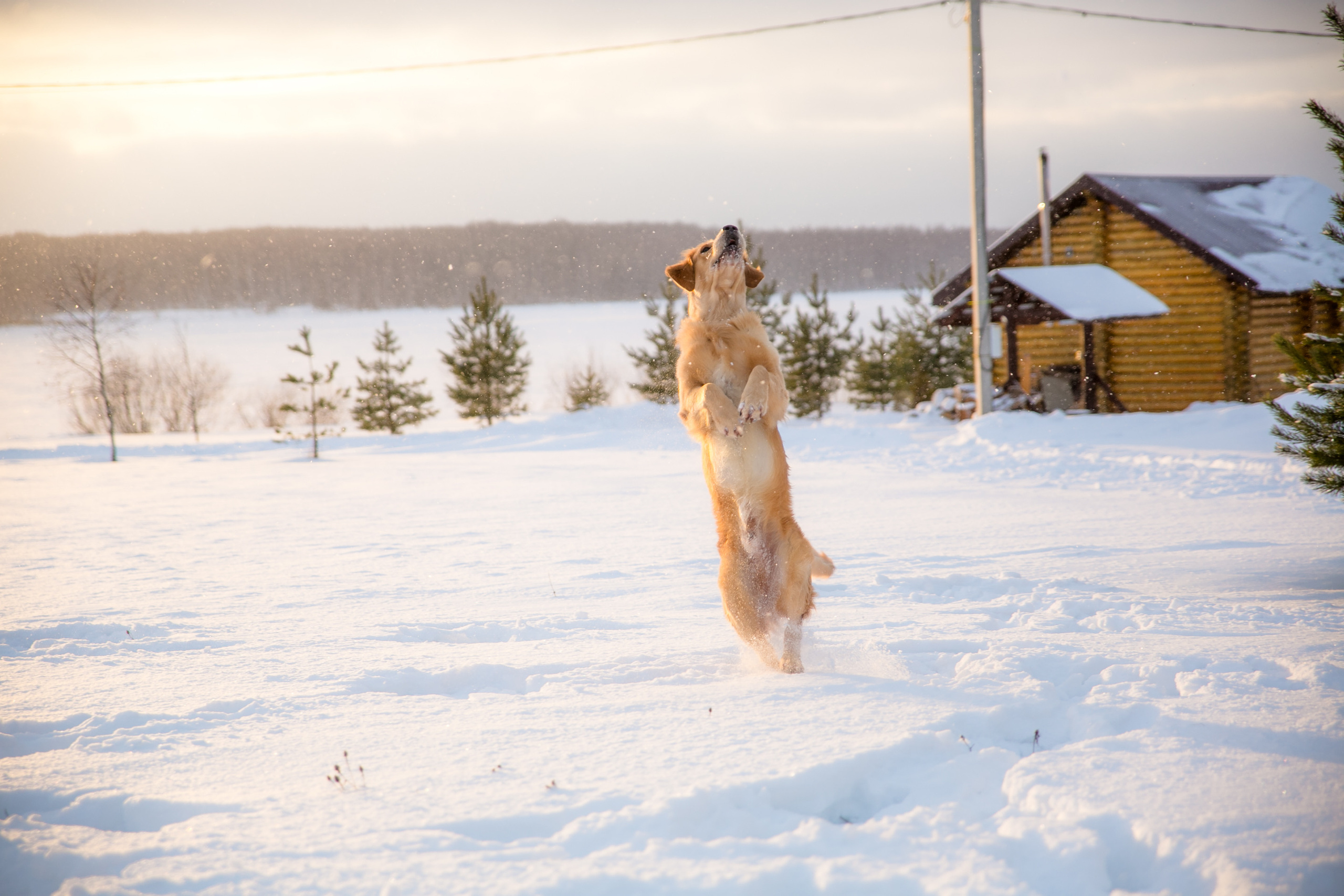 Новогодня сказка. База отдыха Осетрово. Школьный фотограф в Туле Светлана Привезенцева