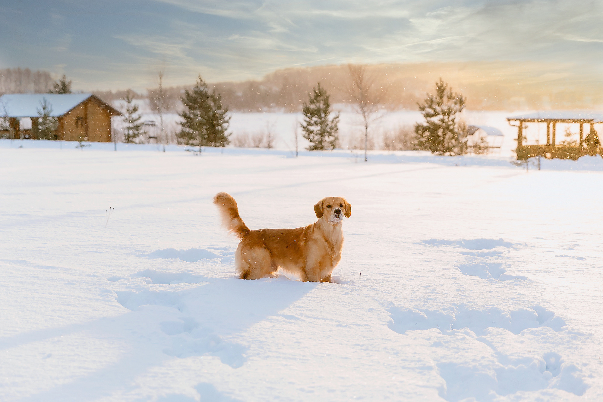 Новогодня сказка. База отдыха Осетрово. Школьный фотограф в Туле Светлана Привезенцева