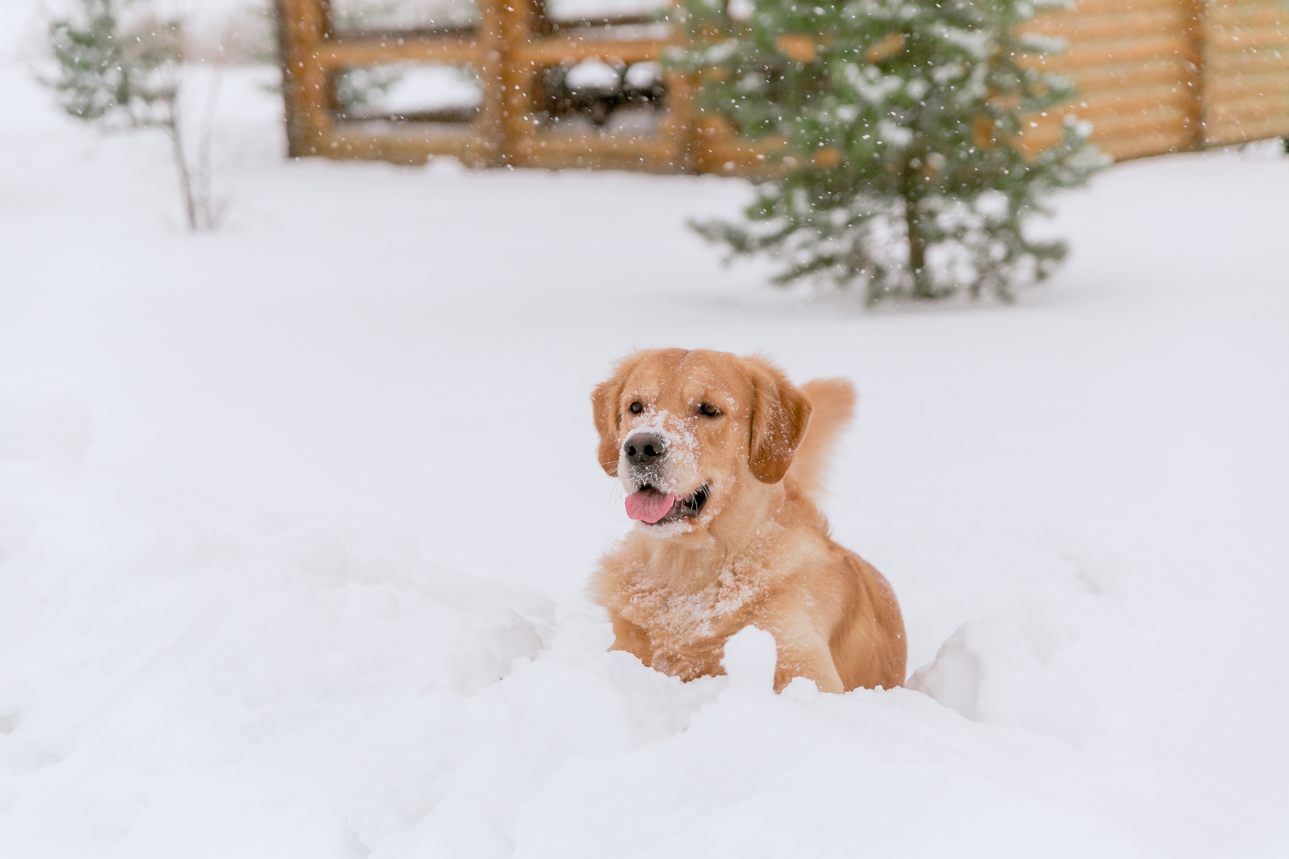 Новогодня сказка. База отдыха Осетрово. Школьный фотограф в Туле Светлана Привезенцева