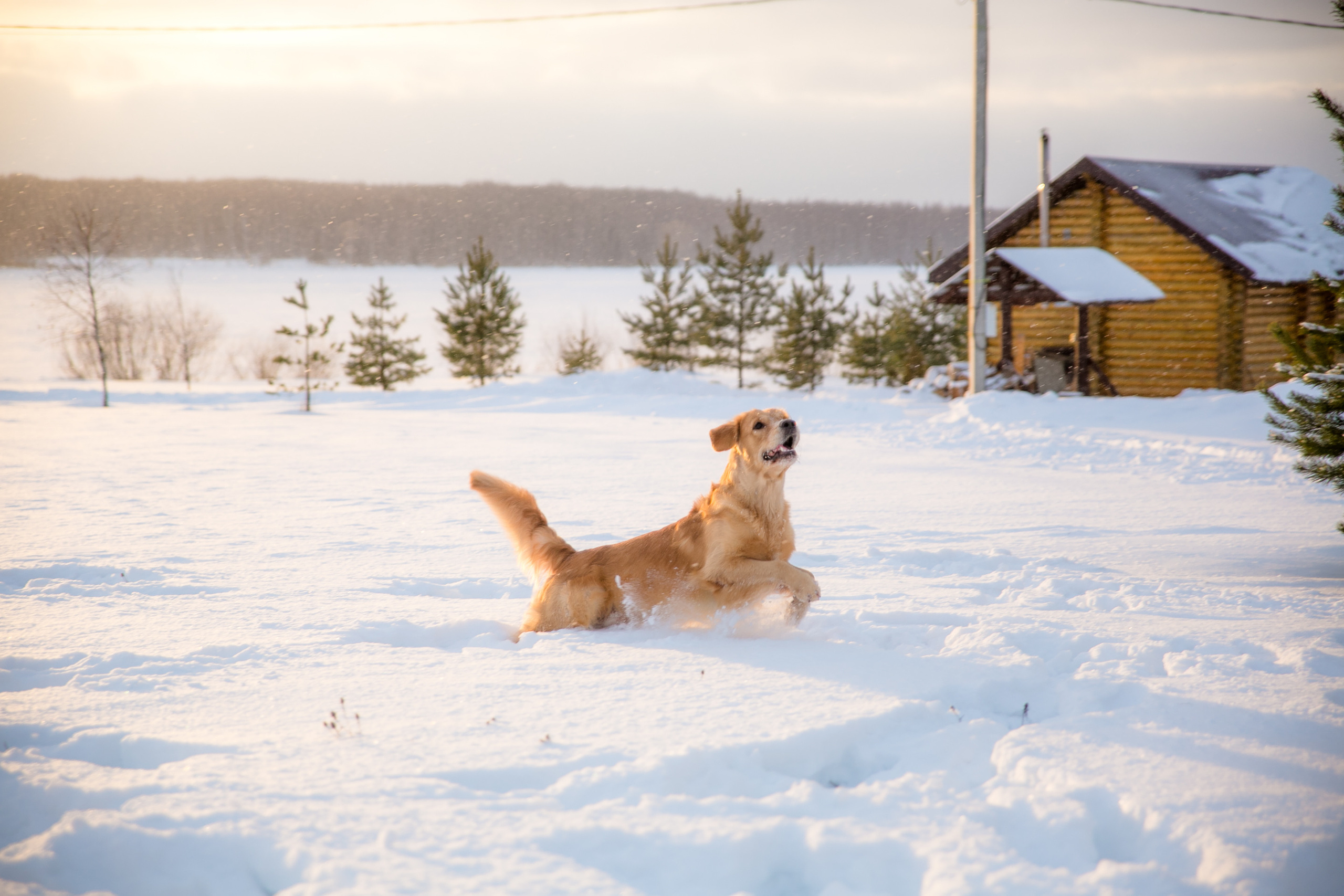 Новогодня сказка. База отдыха Осетрово. Школьный фотограф в Туле Светлана Привезенцева