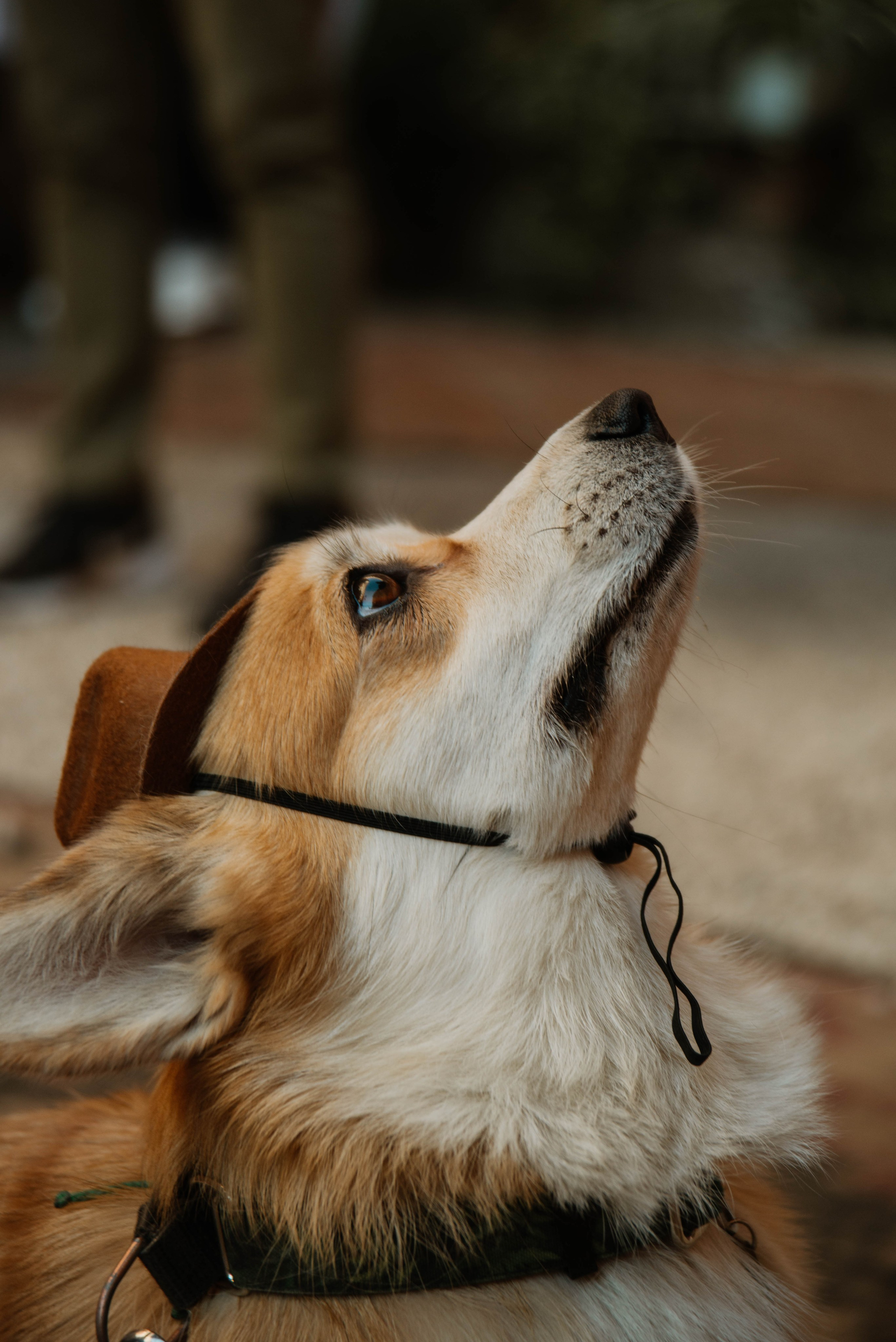 Дог-вечеринка на летнике «Кутёж». Ксения Glossa. Портретный и репортажный фотограф в Самаре