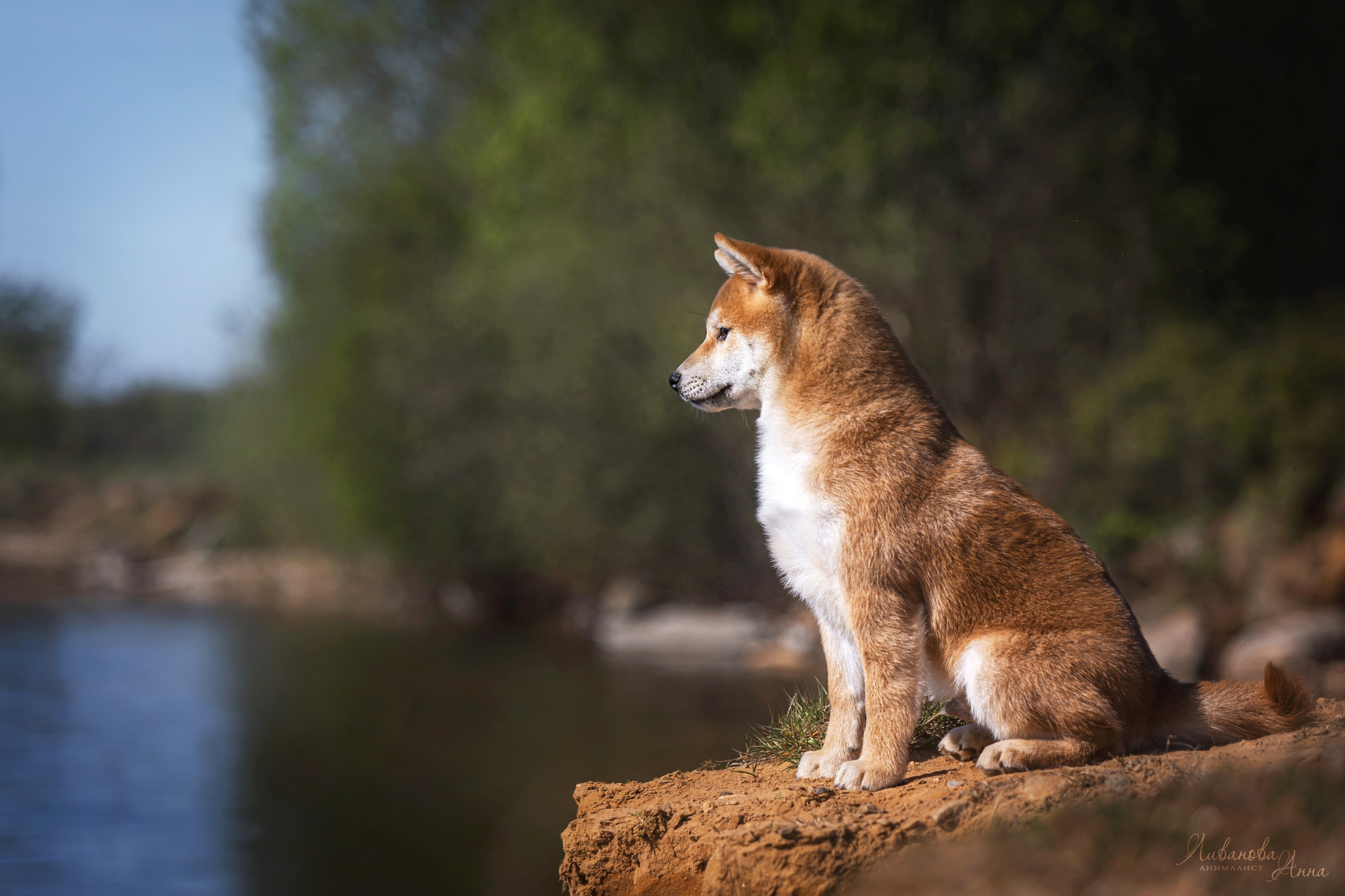 Сиба. Фотограф анималист Аня Ливанова | Рыбинск