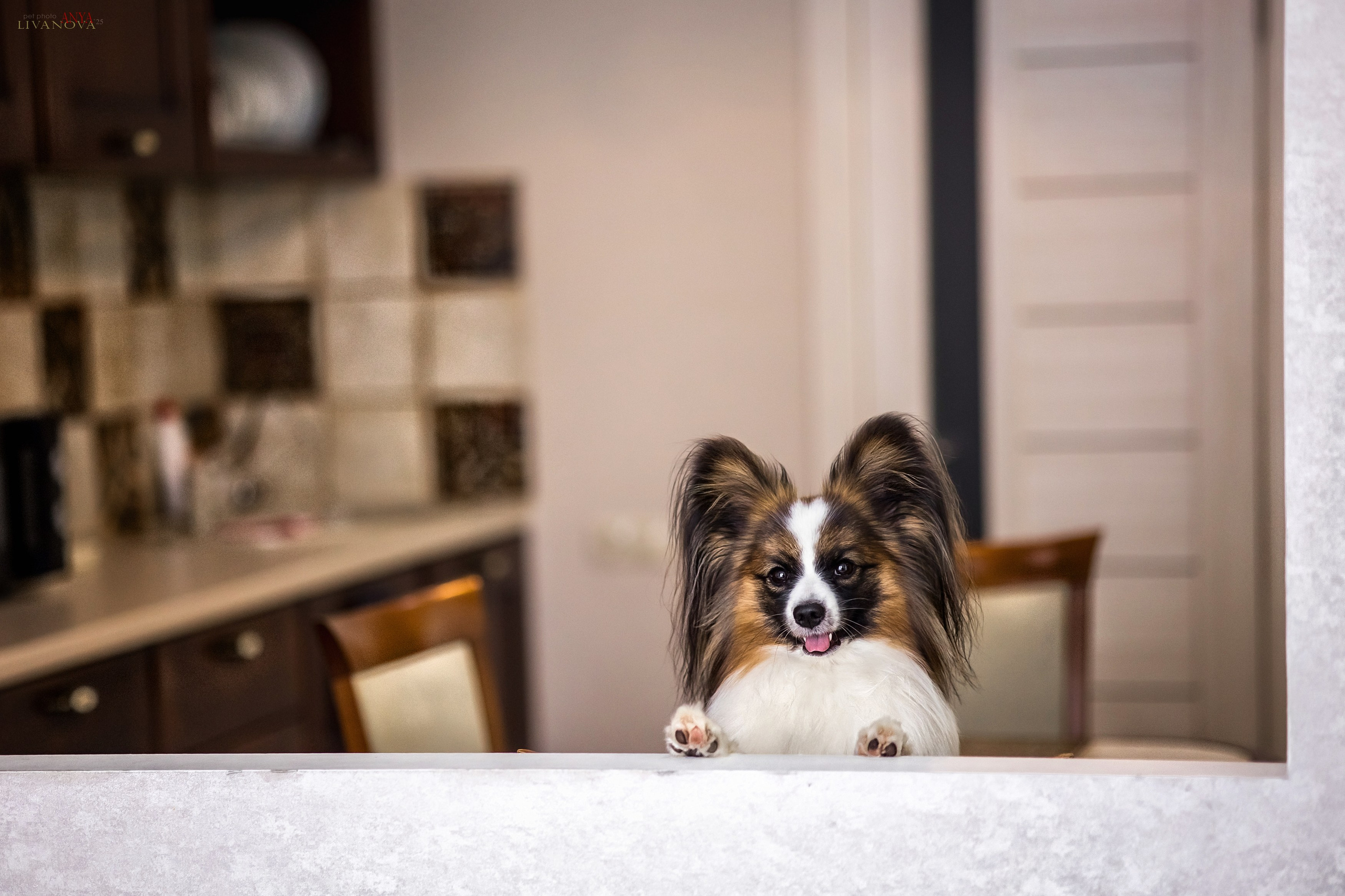 Хьюстон. Фотограф анималист Аня Ливанова | Рыбинск