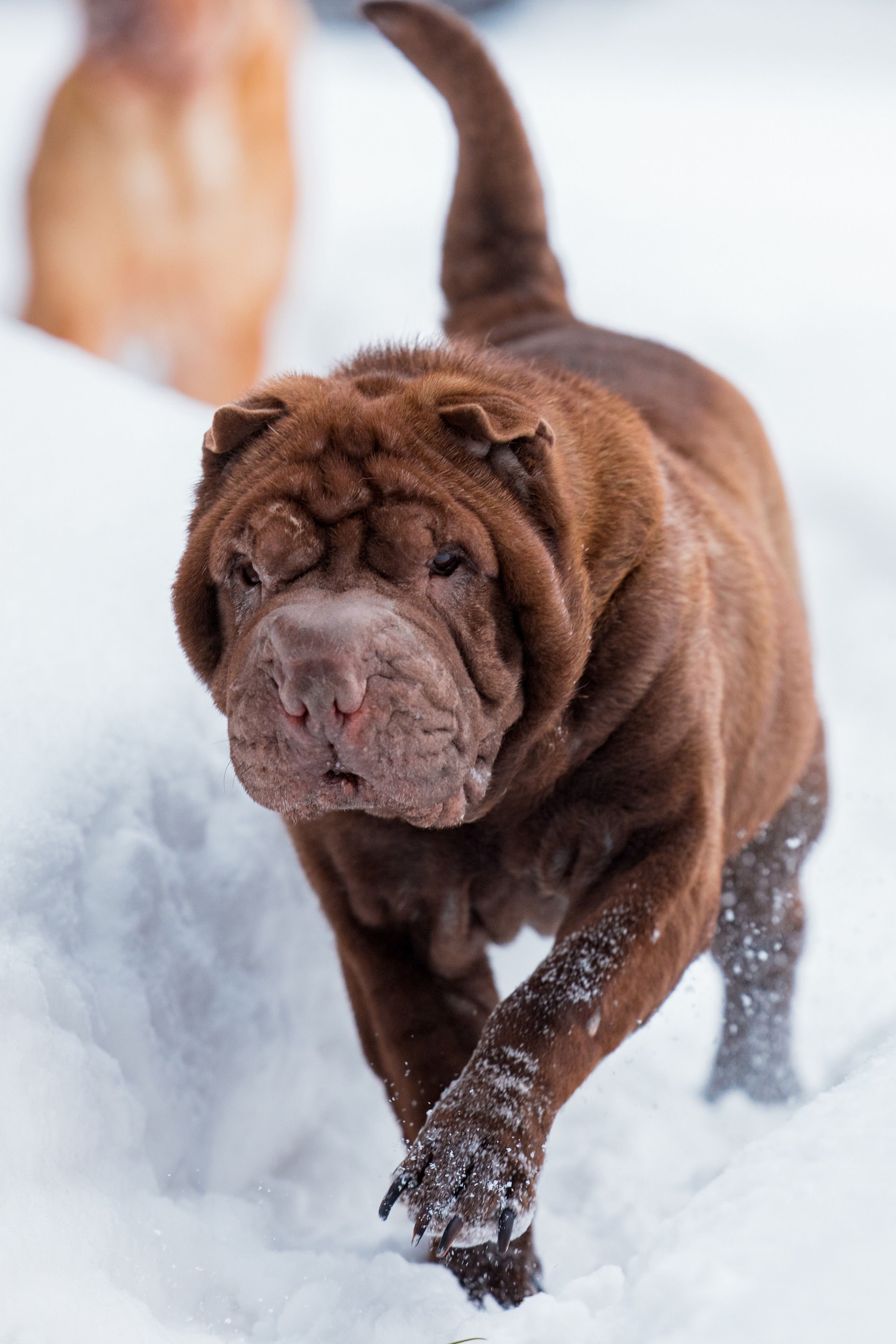 В гостях у шарпеев 16.01.2024. Фотограф-анималист Юлия Германика