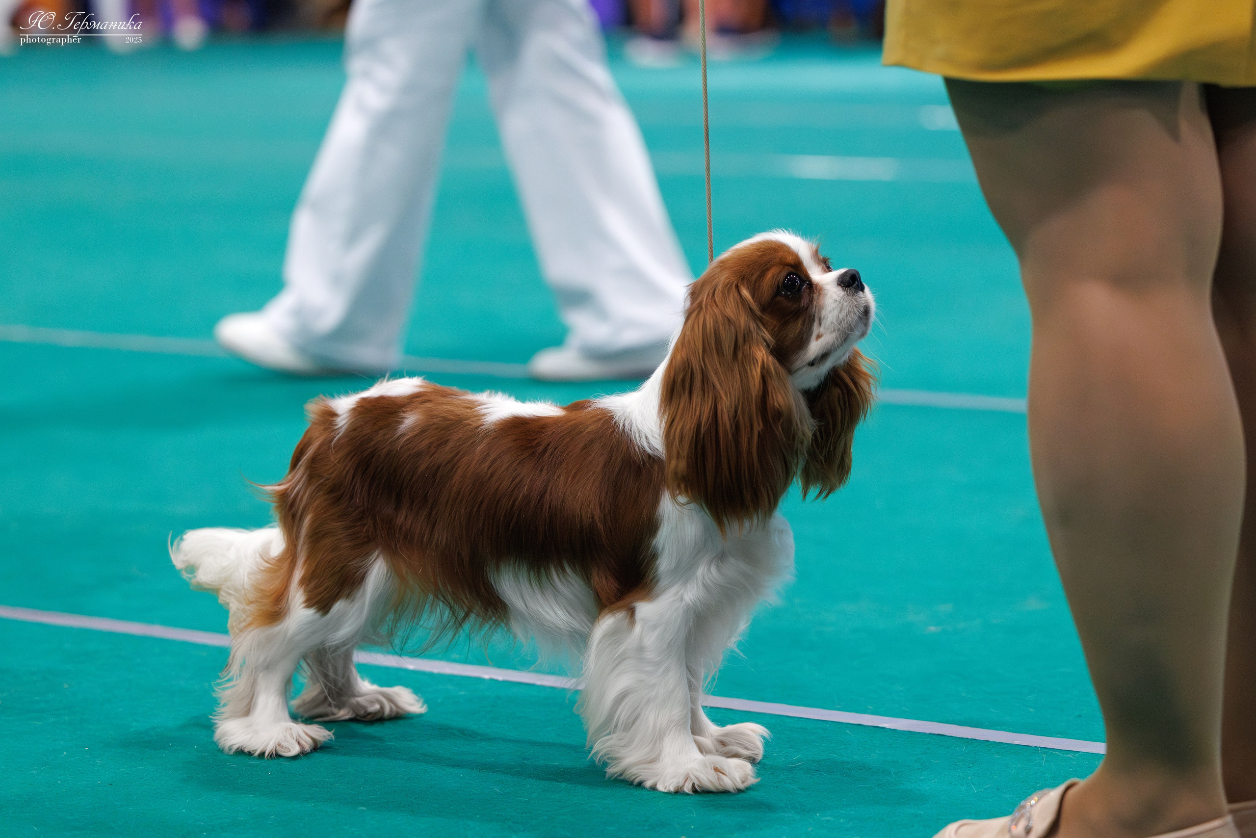Минск 31.05-1.06.2025. Фотограф-анималист Юлия Германика