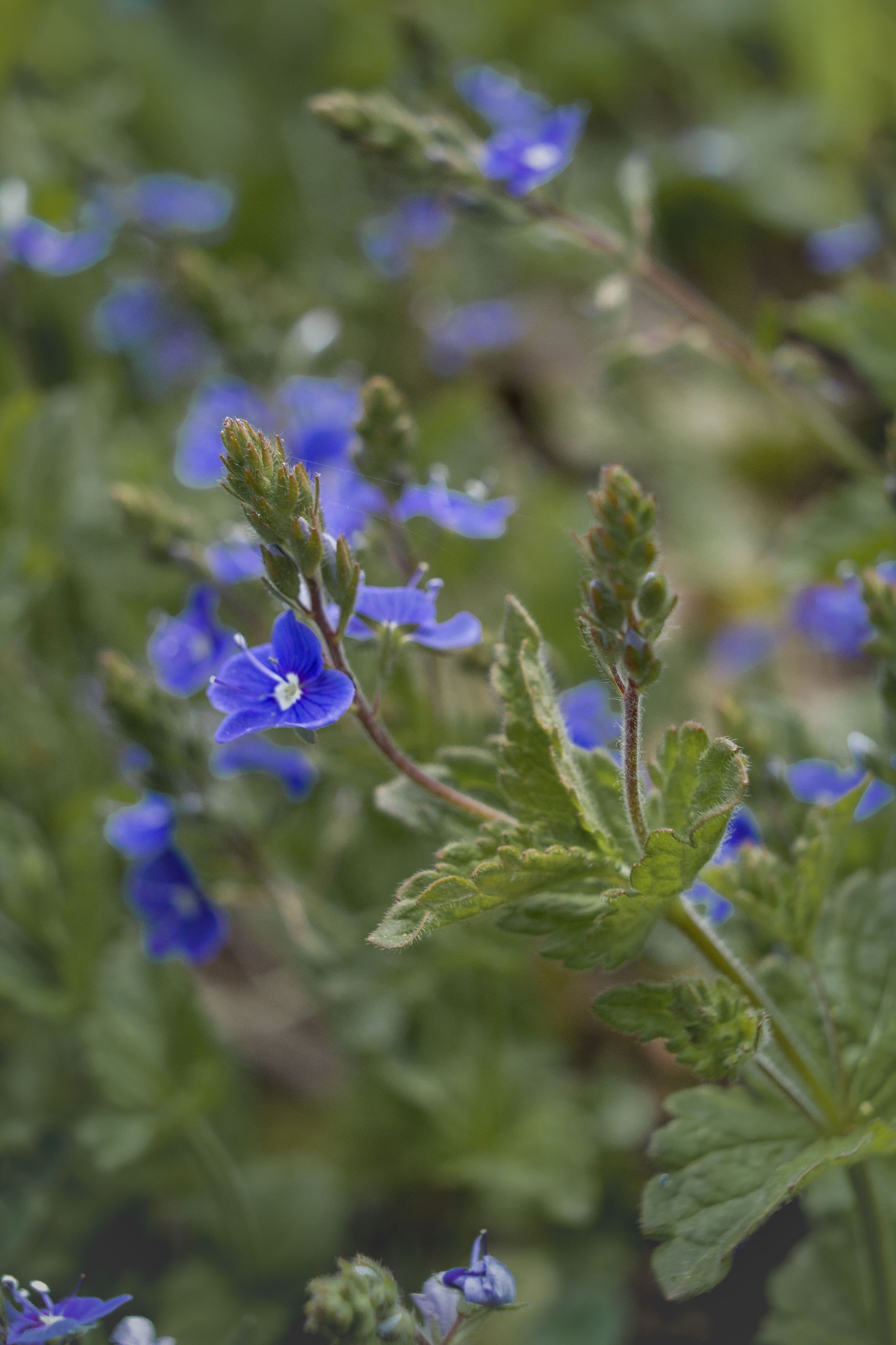 Природное. Обо всём