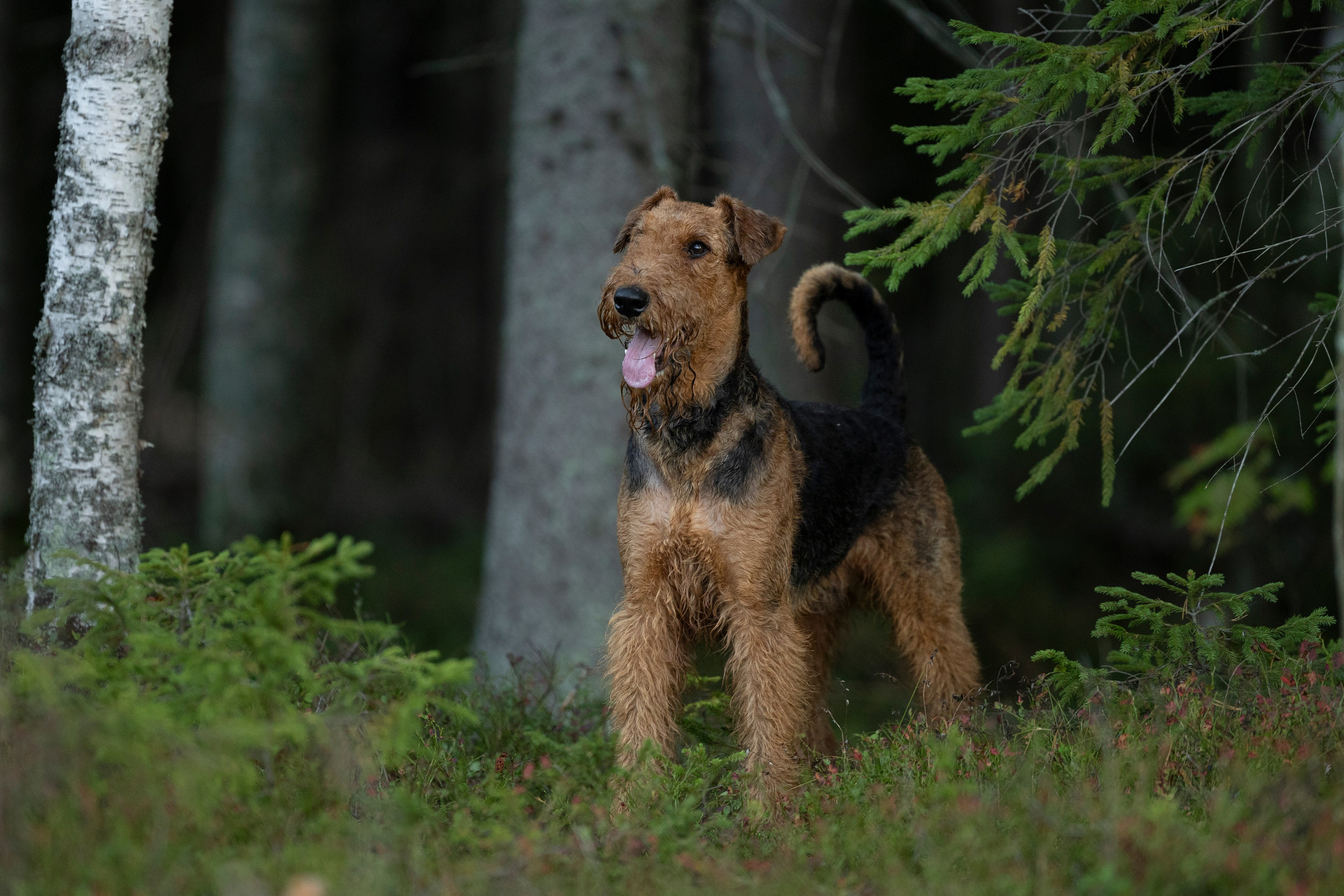 Харди. Фотограф-анималист Анна Маринич