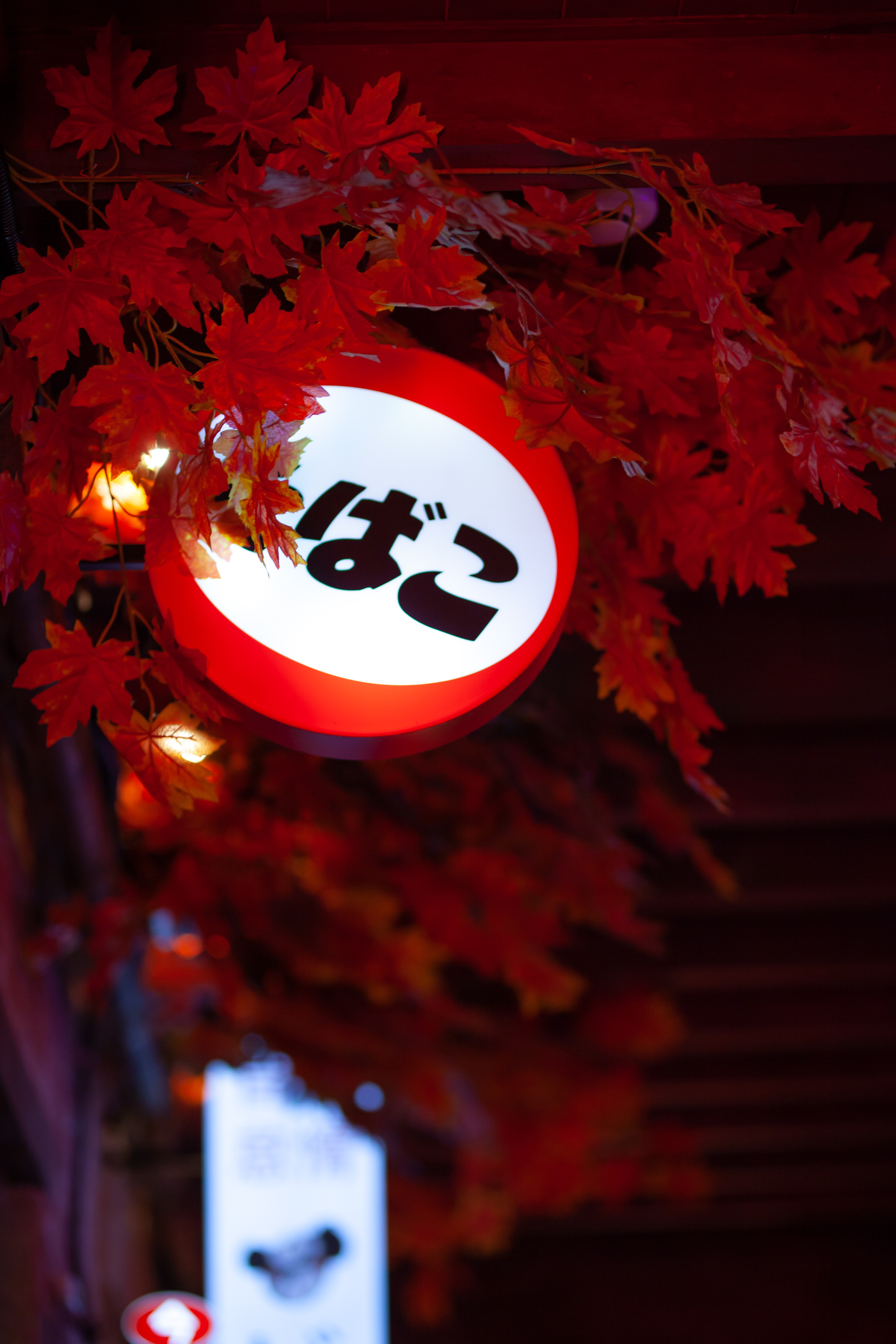 ТЕБУРАСИКА. Фотограф Агеева Мария