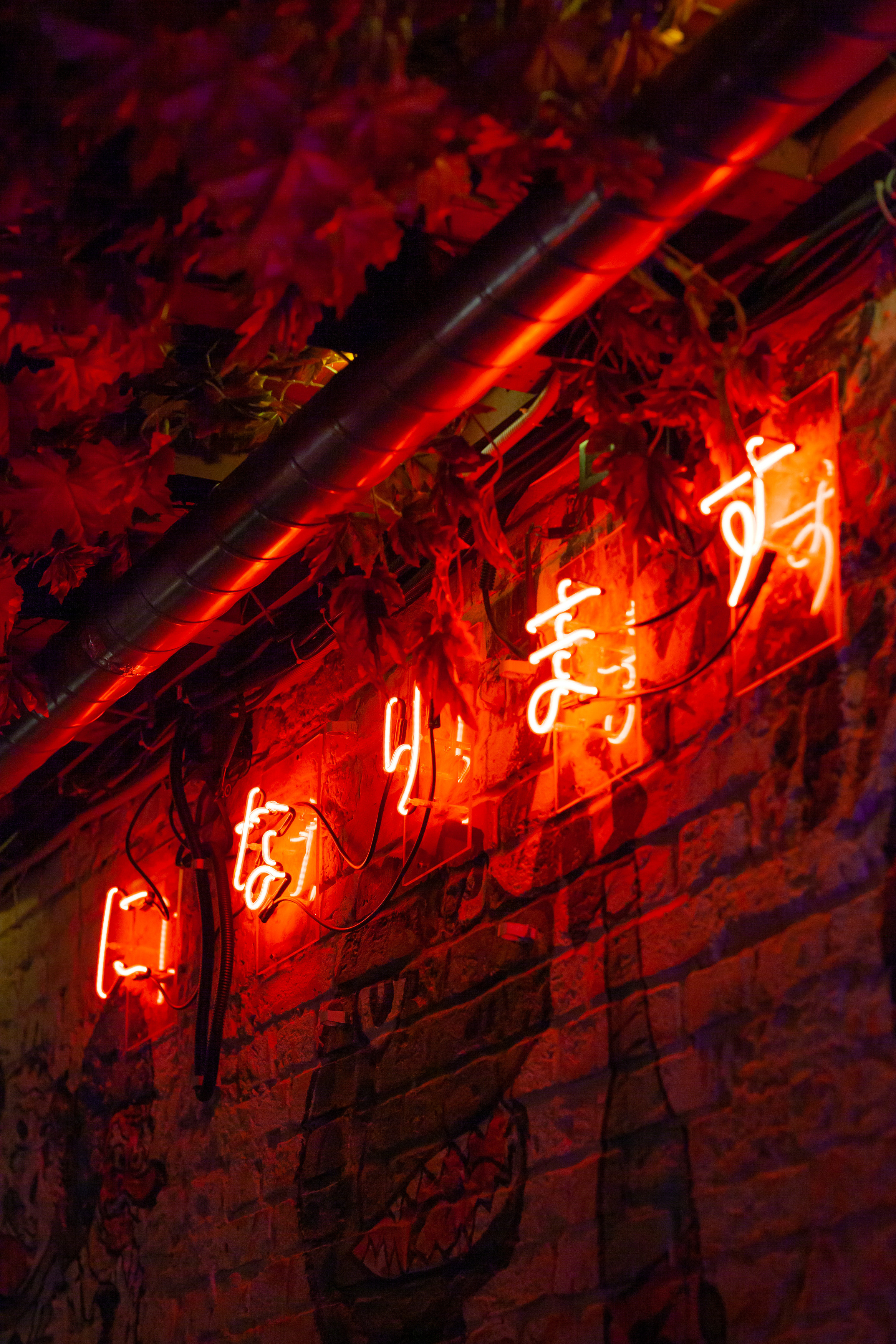 ТЕБУРАСИКА. Фотограф Агеева Мария