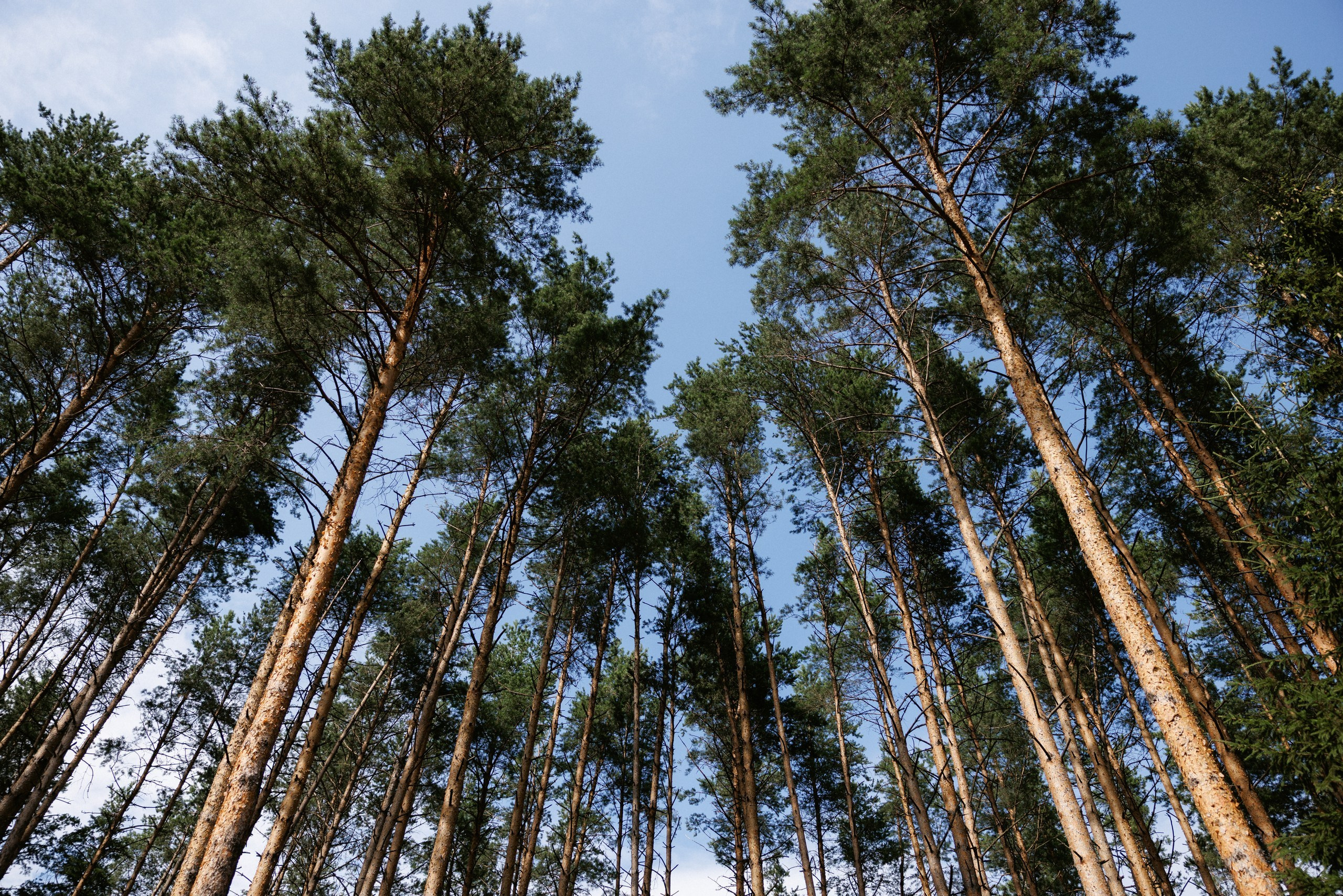 Свадьба под шёпот деревьев. Свадебный и семейный фотограф в Твери, Москве, Санкт-Петербурге