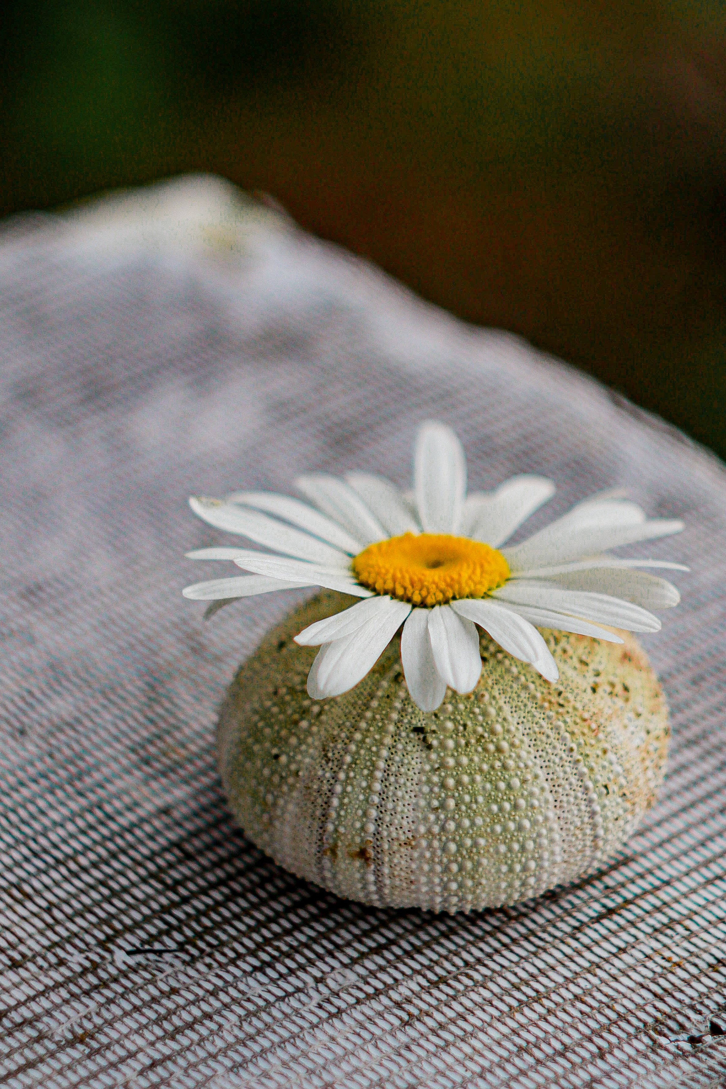 Маяк Тонин на мысе Свободном. Карафуто. Фотограф в Южно-Сахалинске Гусаков Евгений