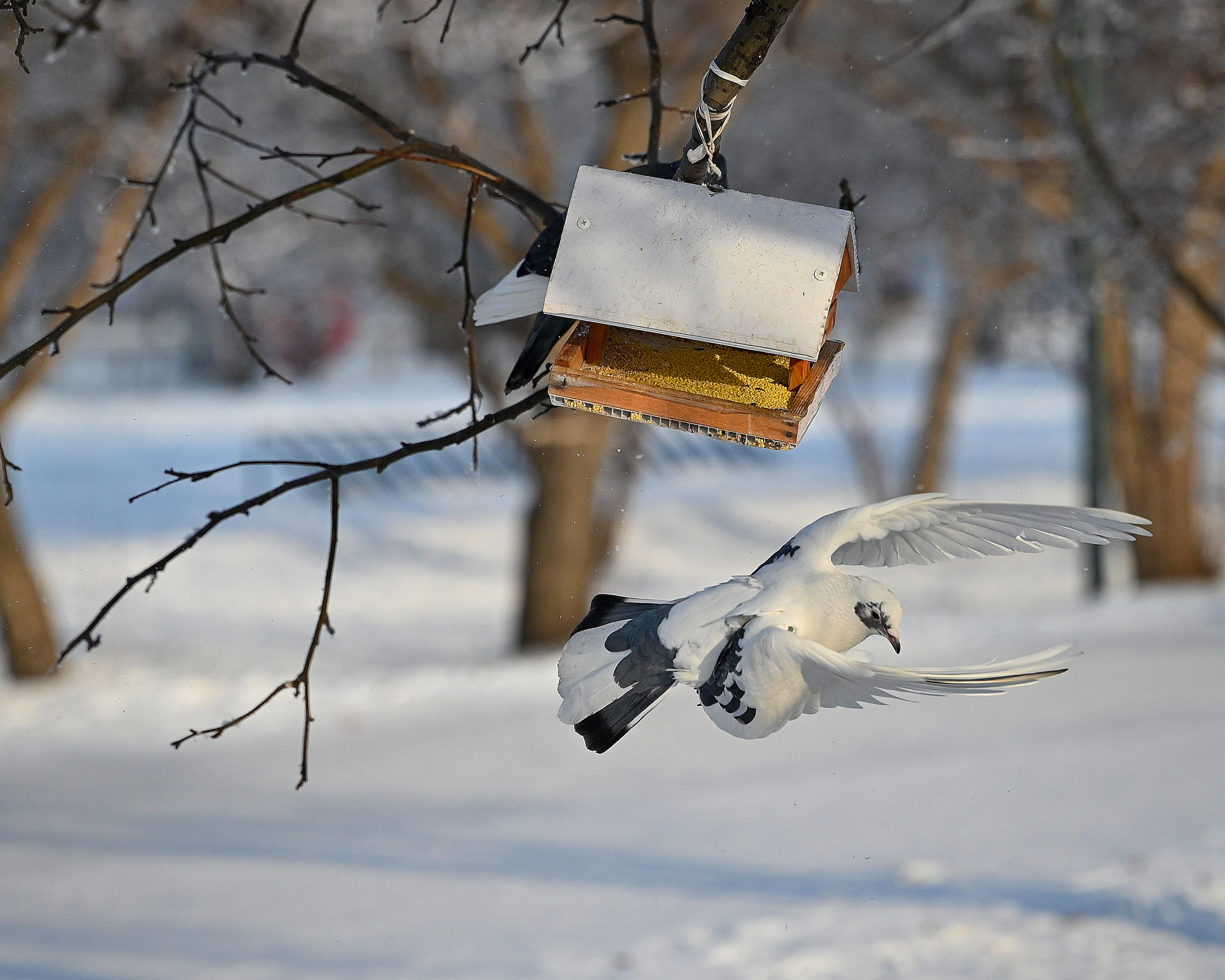 Сибирская зима прекрасна!. FotoGraf
