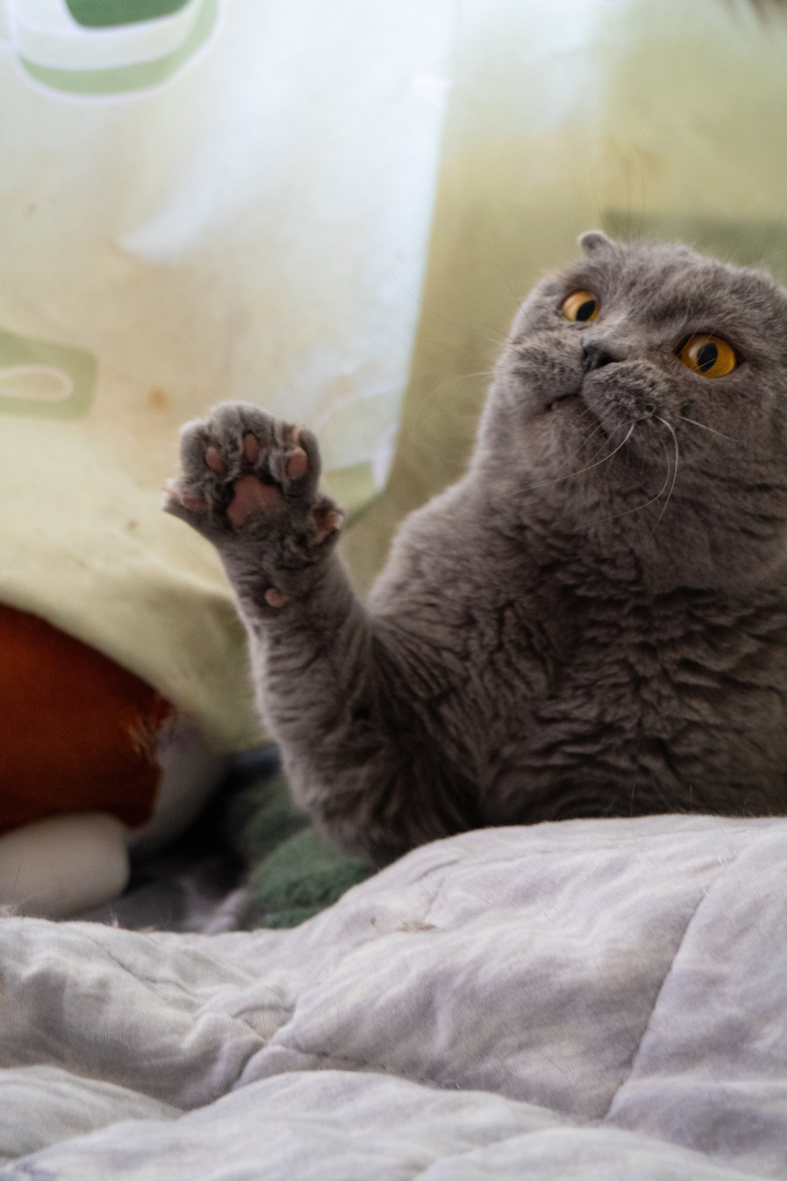 Приют для животных «Пушистые друзья». Видеограф, фотограф в Санкт-Петербурге Элеонора Петрова