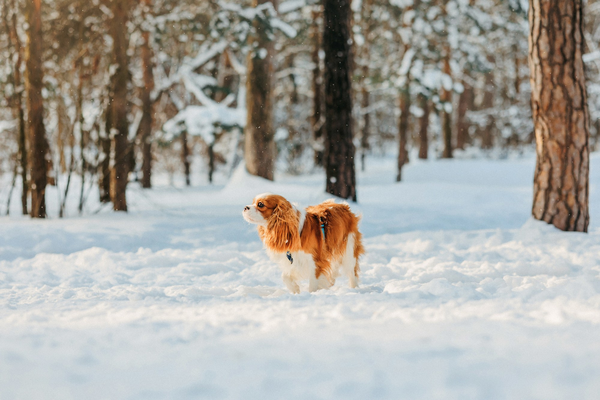 Юля, Илья и Майкл. Фотограф-анималист Елена Радченко, Москва