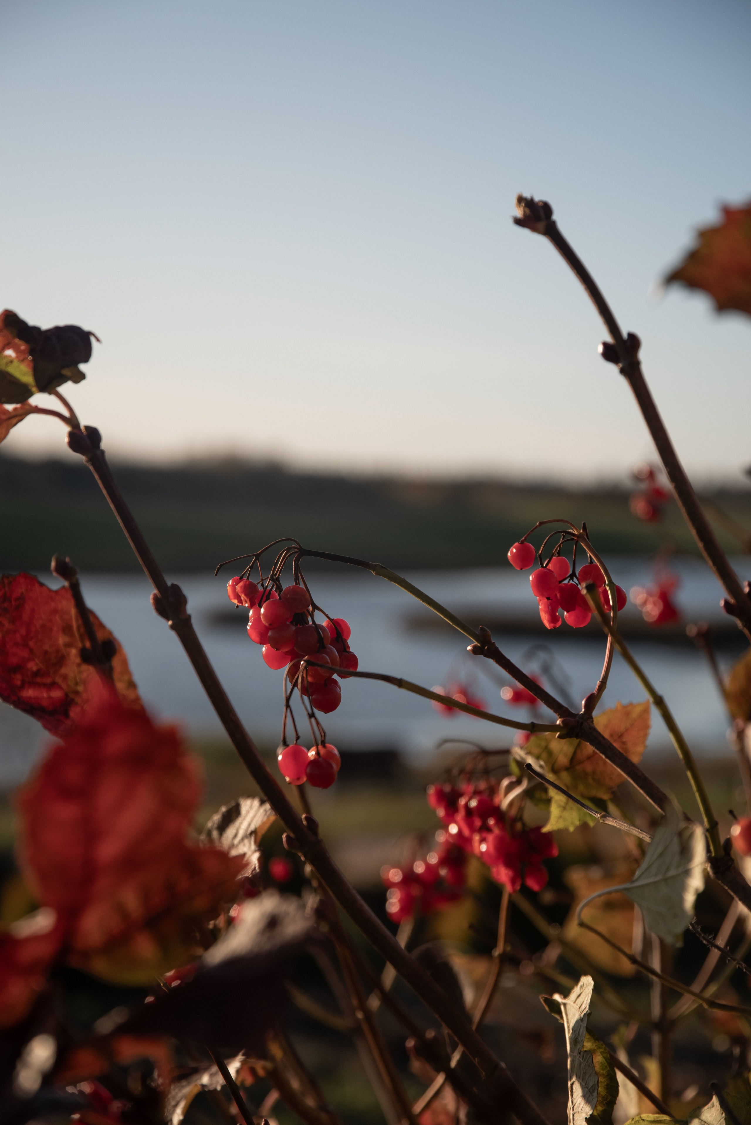 Корпоратив и оформление фотозоны в стиле ранчо). Фотограф Светлана Воронцова