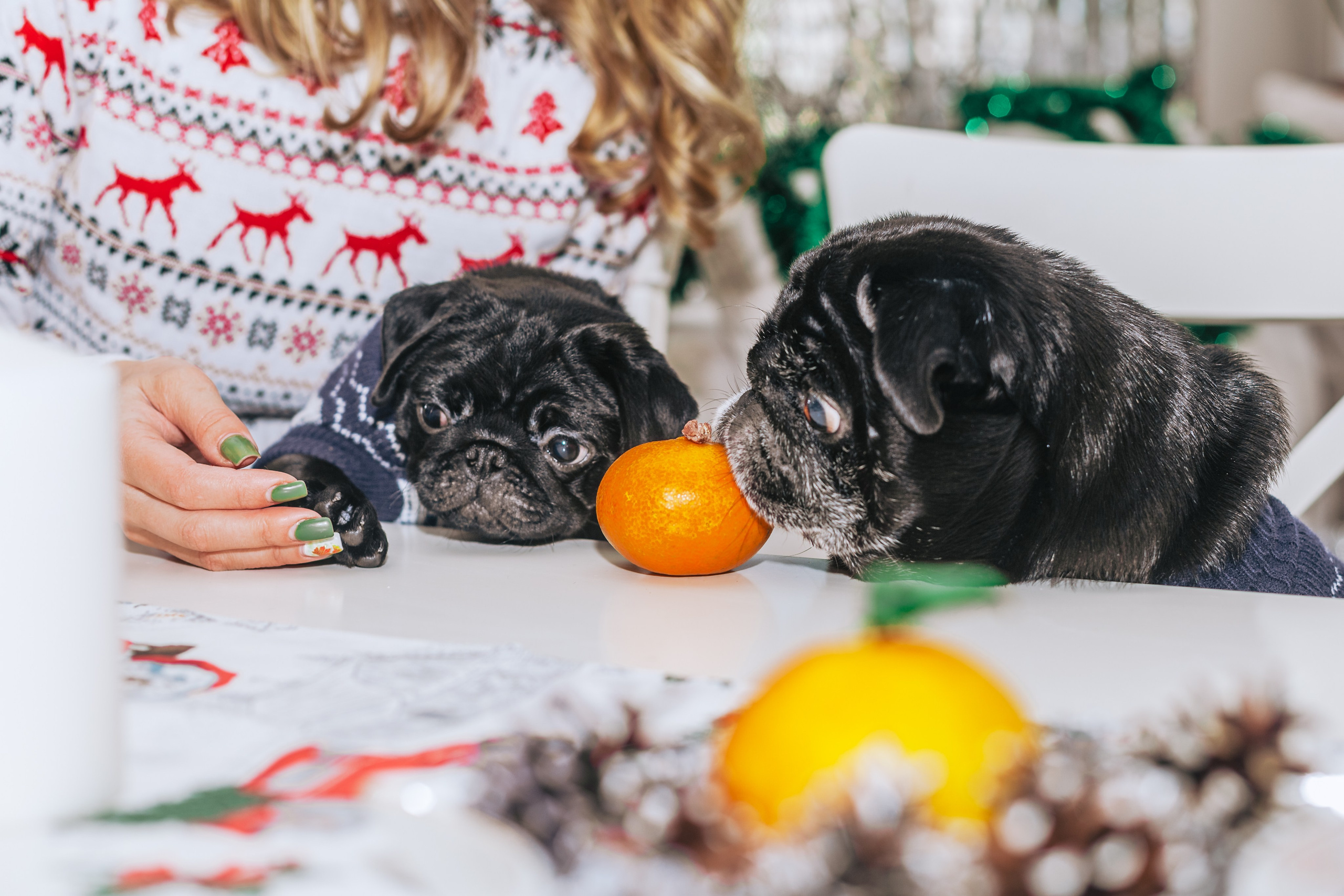 Домашняя фотосессия Оли и двух ее мопсов. Фотограф-анималист Татьяна Степанова