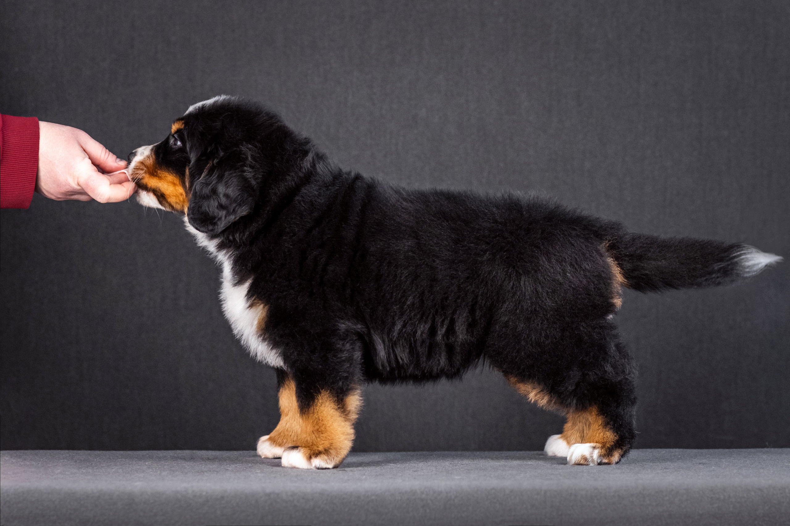 Берны. Фотограф анималист Аня Ливанова | Рыбинск