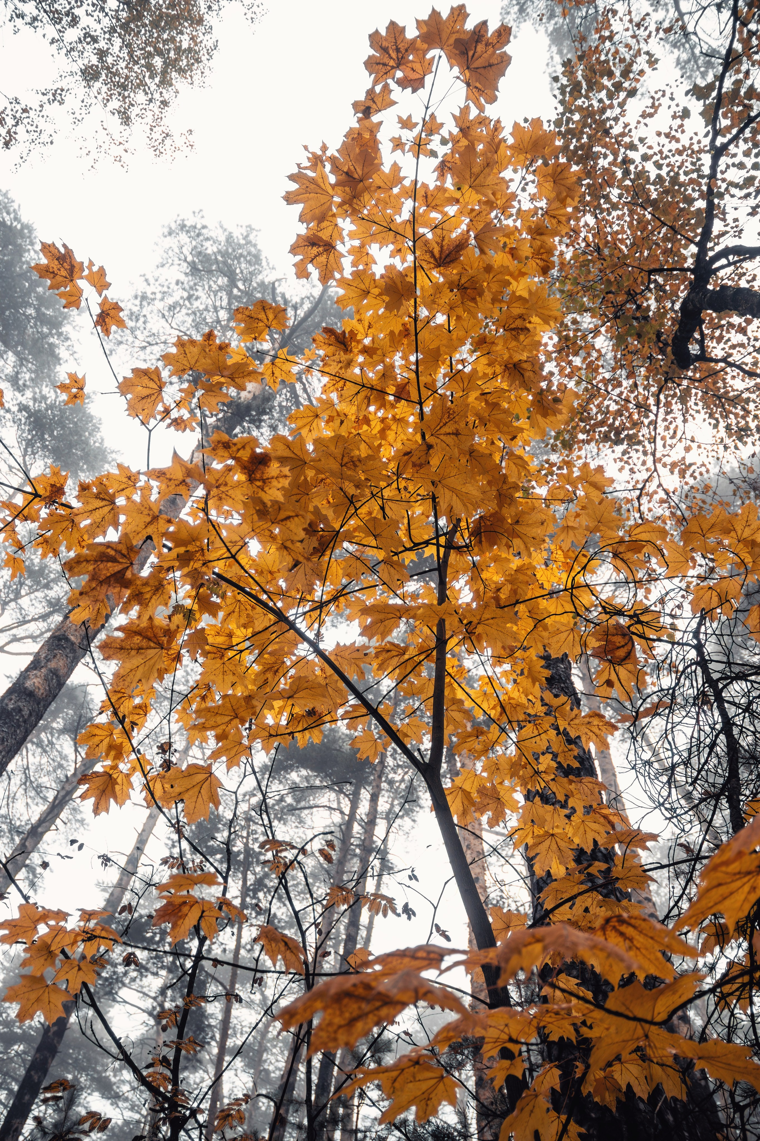 Октябрьский туман. С любовью, фотохудожник