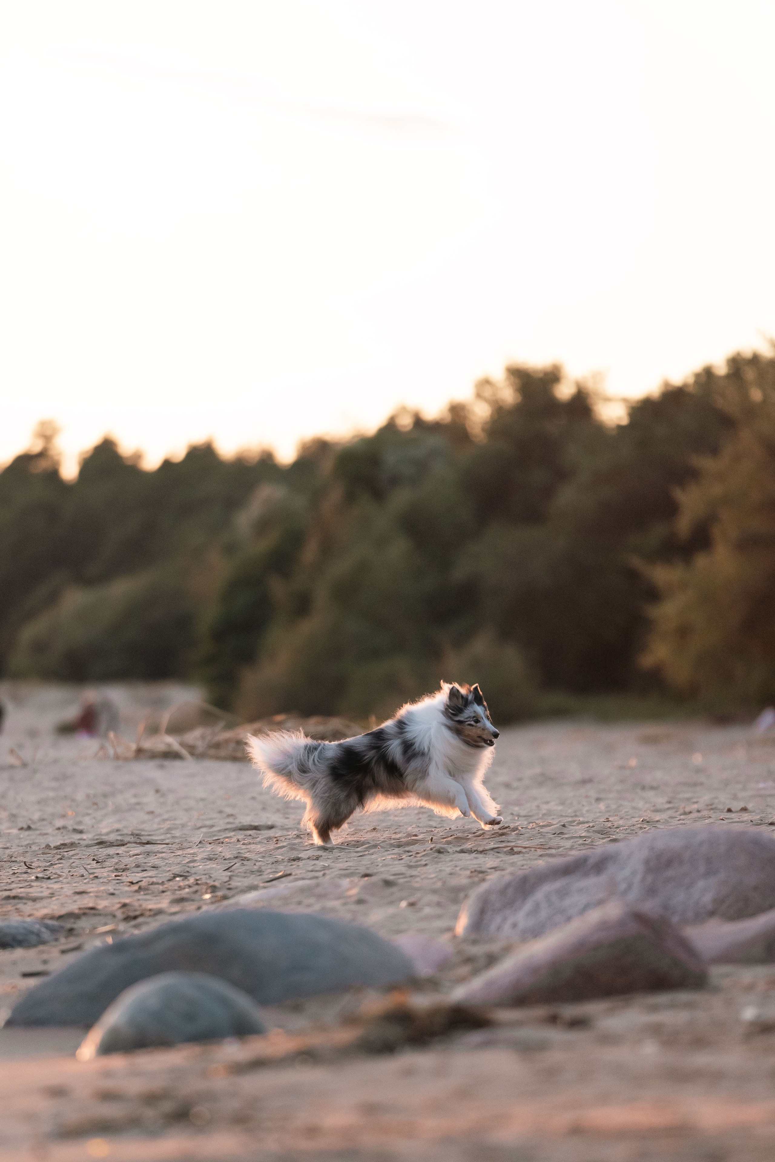 Лесная Элис. Фотограф анималист