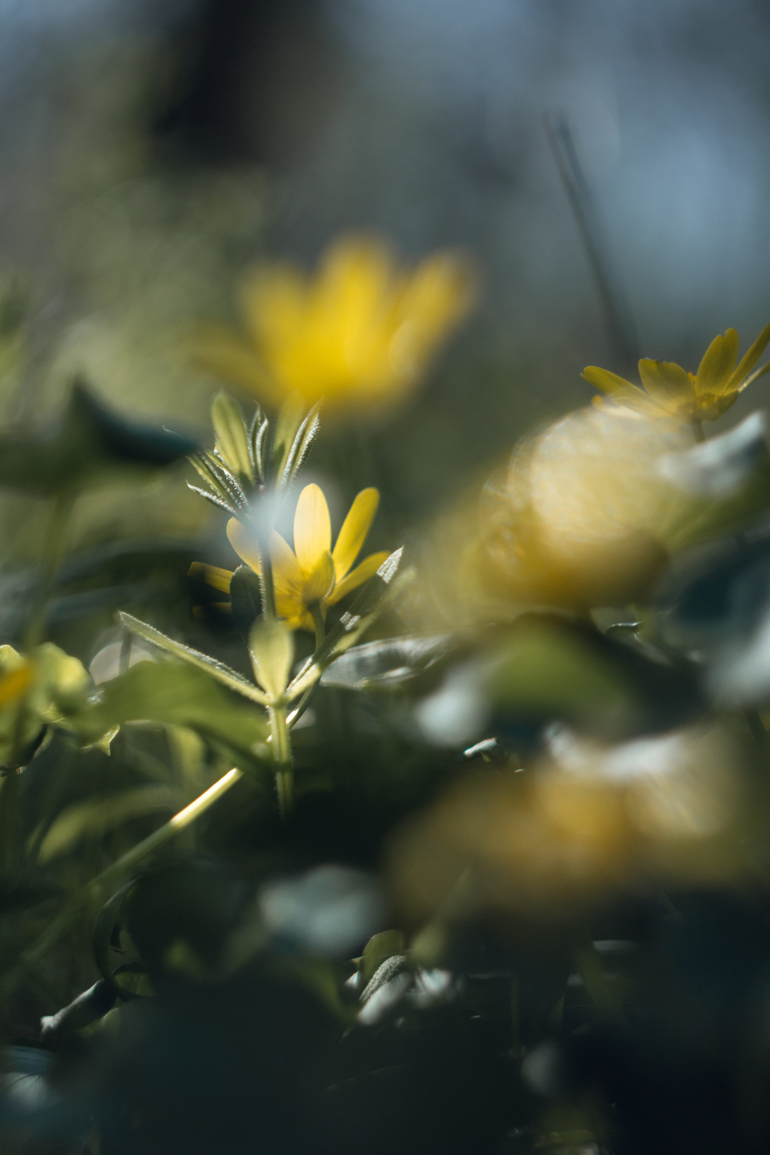 Helios. Photographer Mary Matveenko