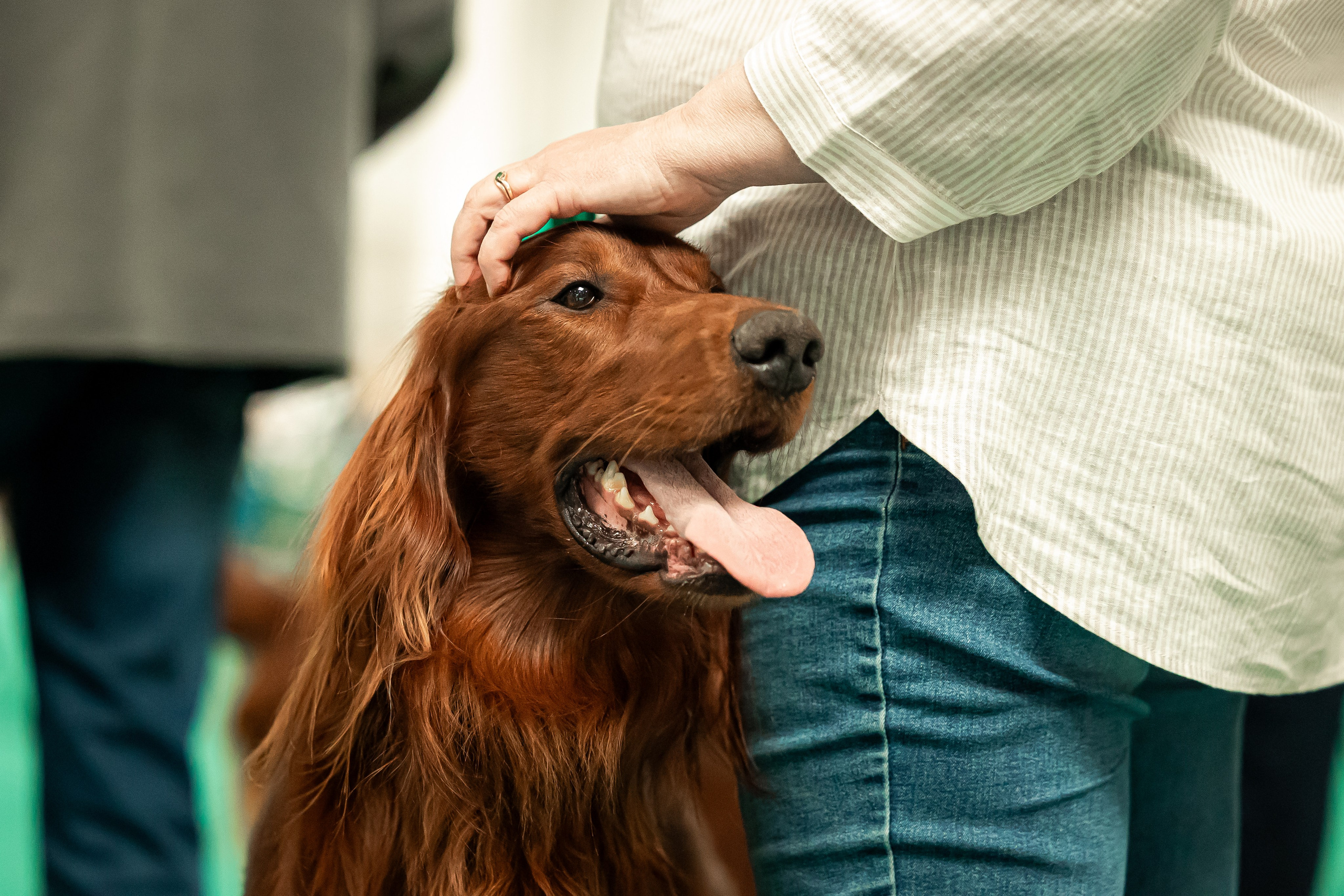 Выставка сеттеров 19.05.24