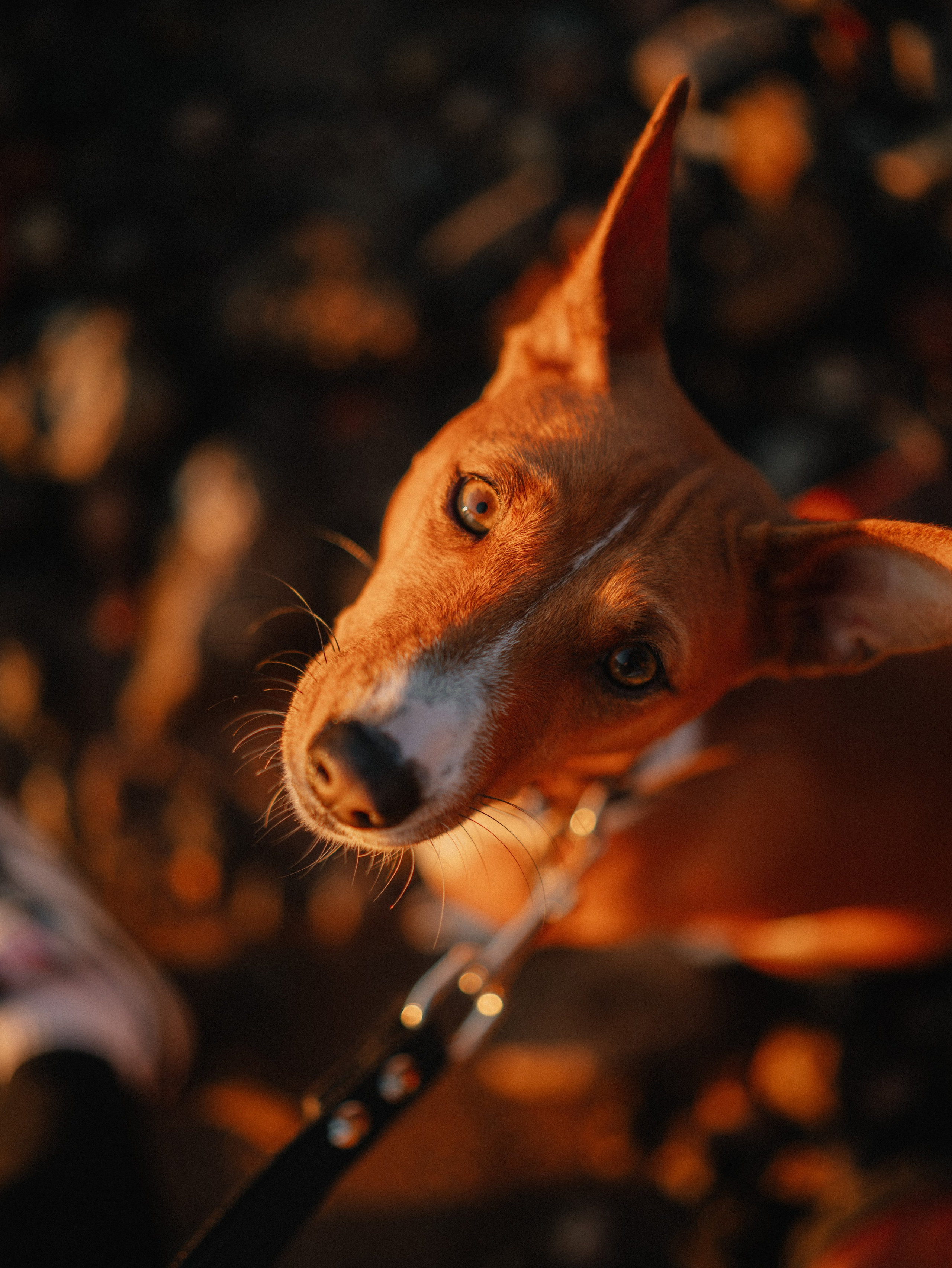 Маша и Хьюстон. Фотограф Ника Лиепа