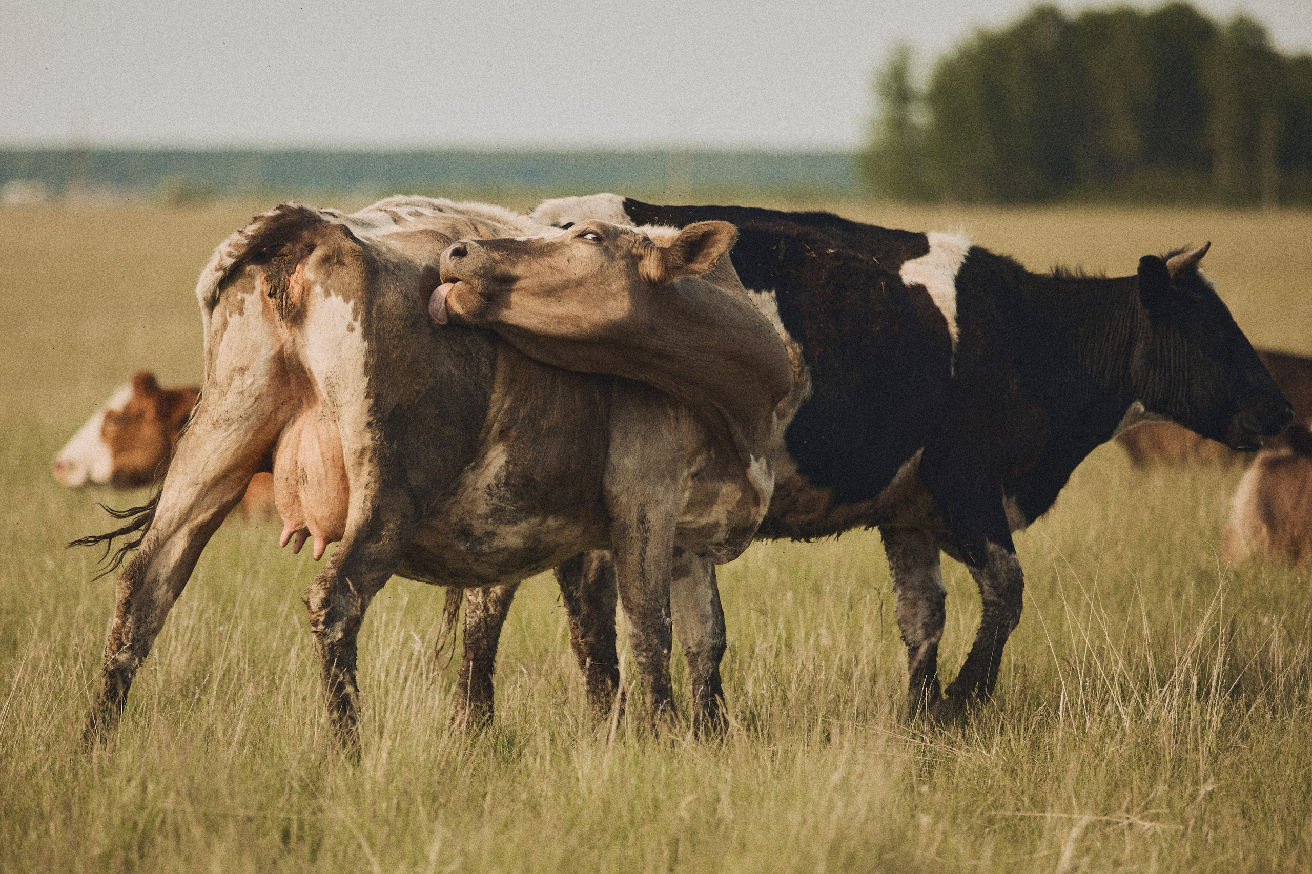 V.Nebo. Дмитрий Мазуркевич: Профессиональный Репортажный Фотограф
