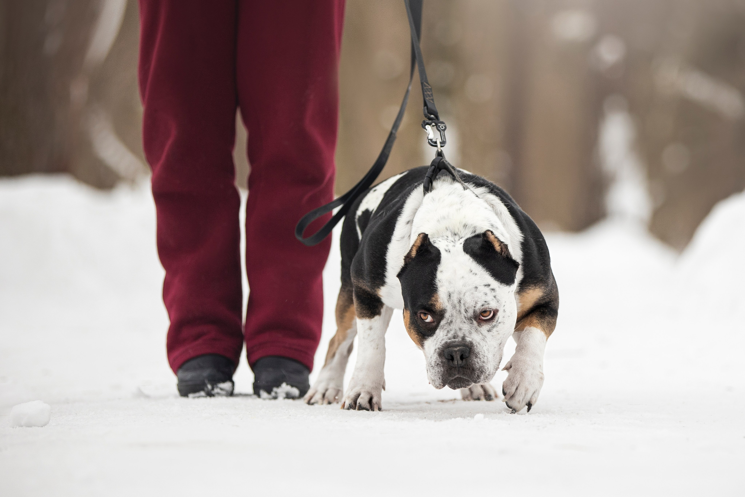 Американские булли. Фотограф анималист в Москве Майорова Евгения
