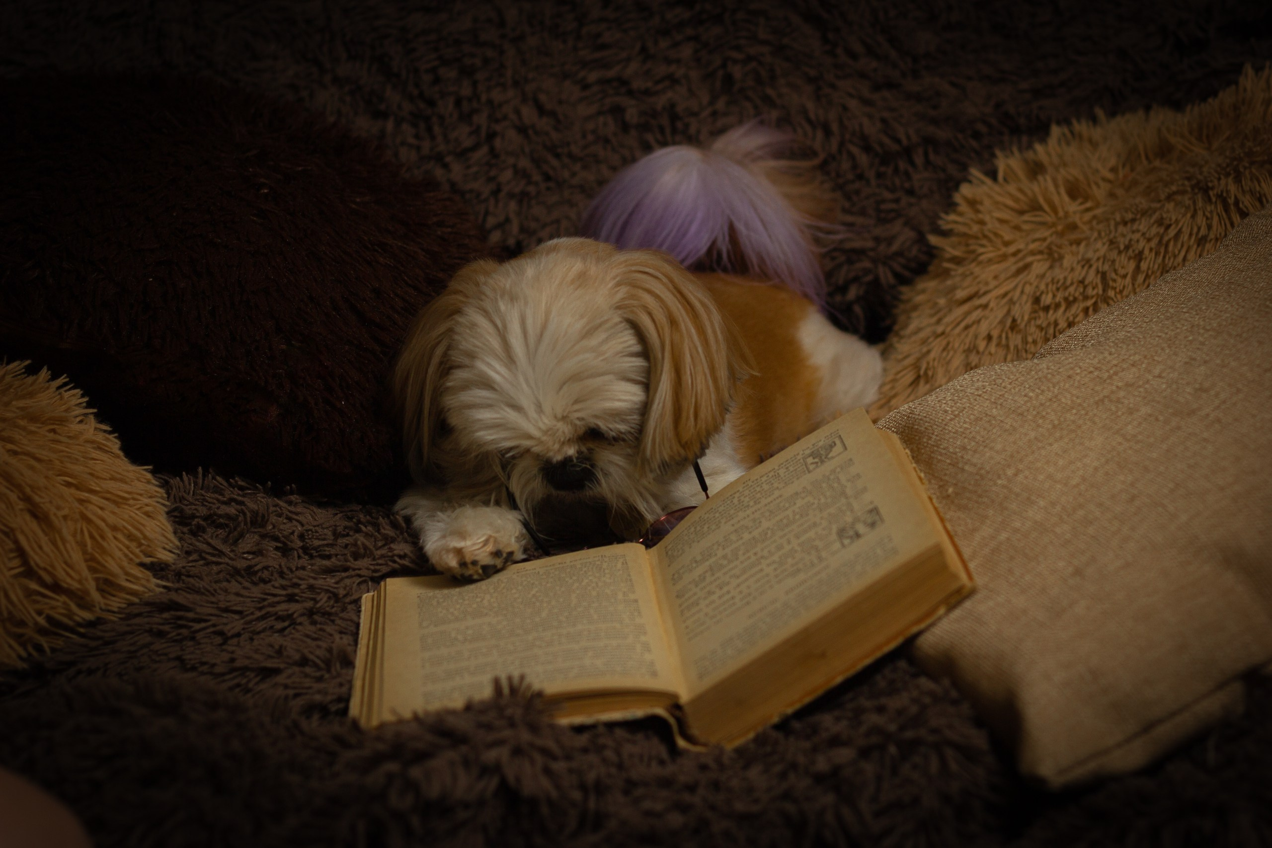 Фотосессии животных. Семейный, детский фотограф Екатеринбург Светлана Плотникова