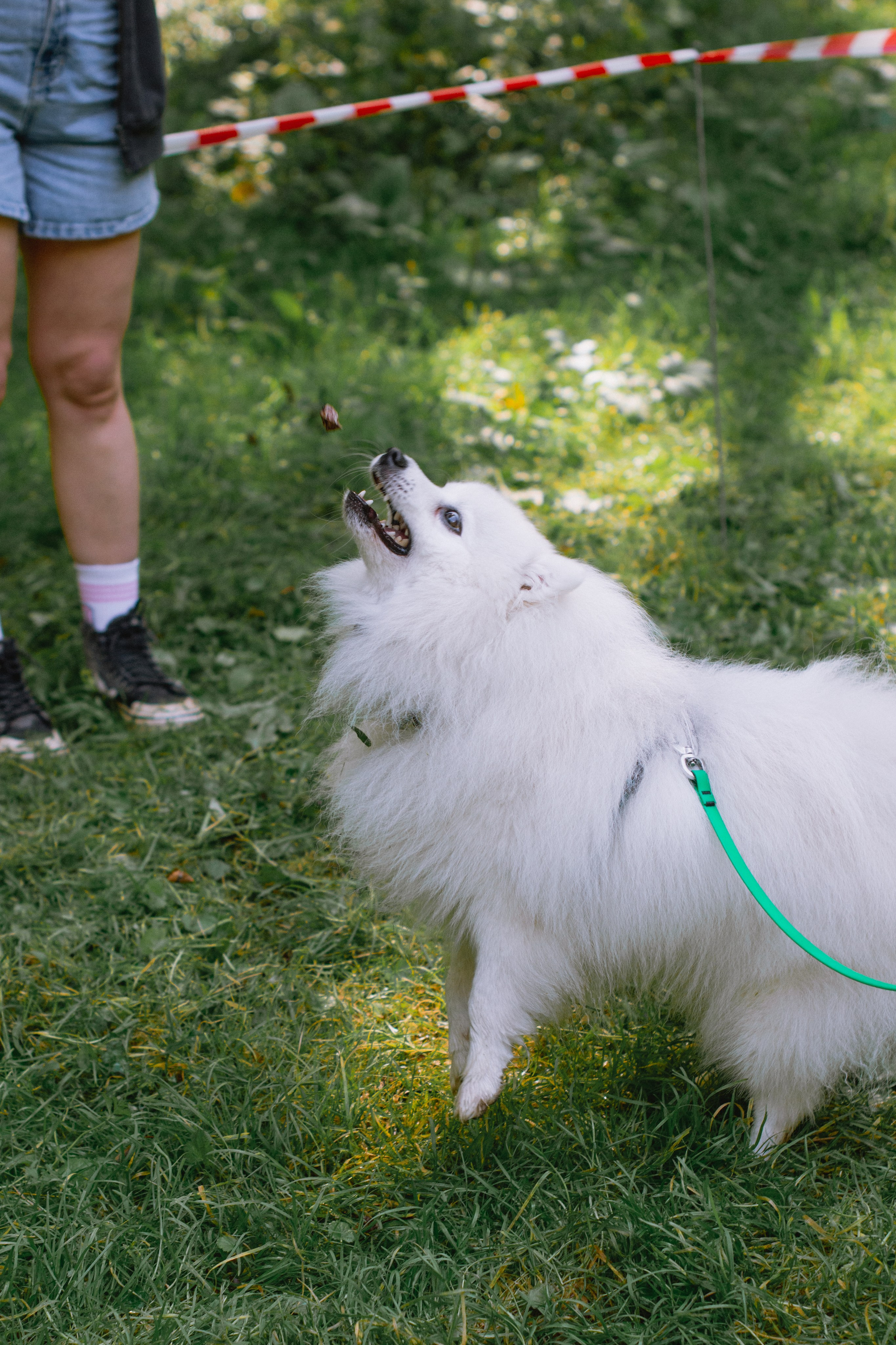 Репортаж спортивного мероприятия с собаками в Москве. Фотограф собак, анималист в Москве Кира Яковлева