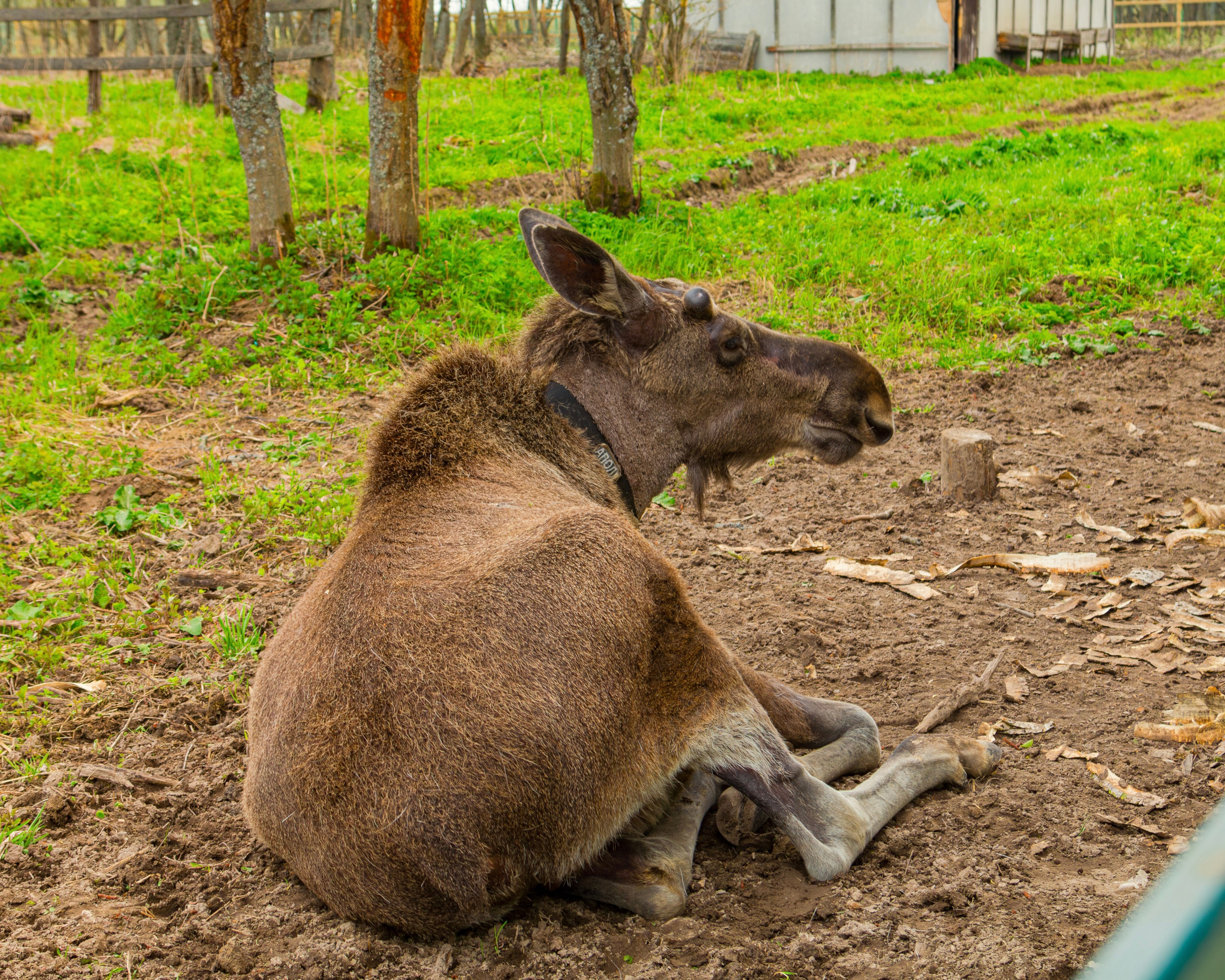 Лосеферма Сумароково. Фотограф Илья Варакин