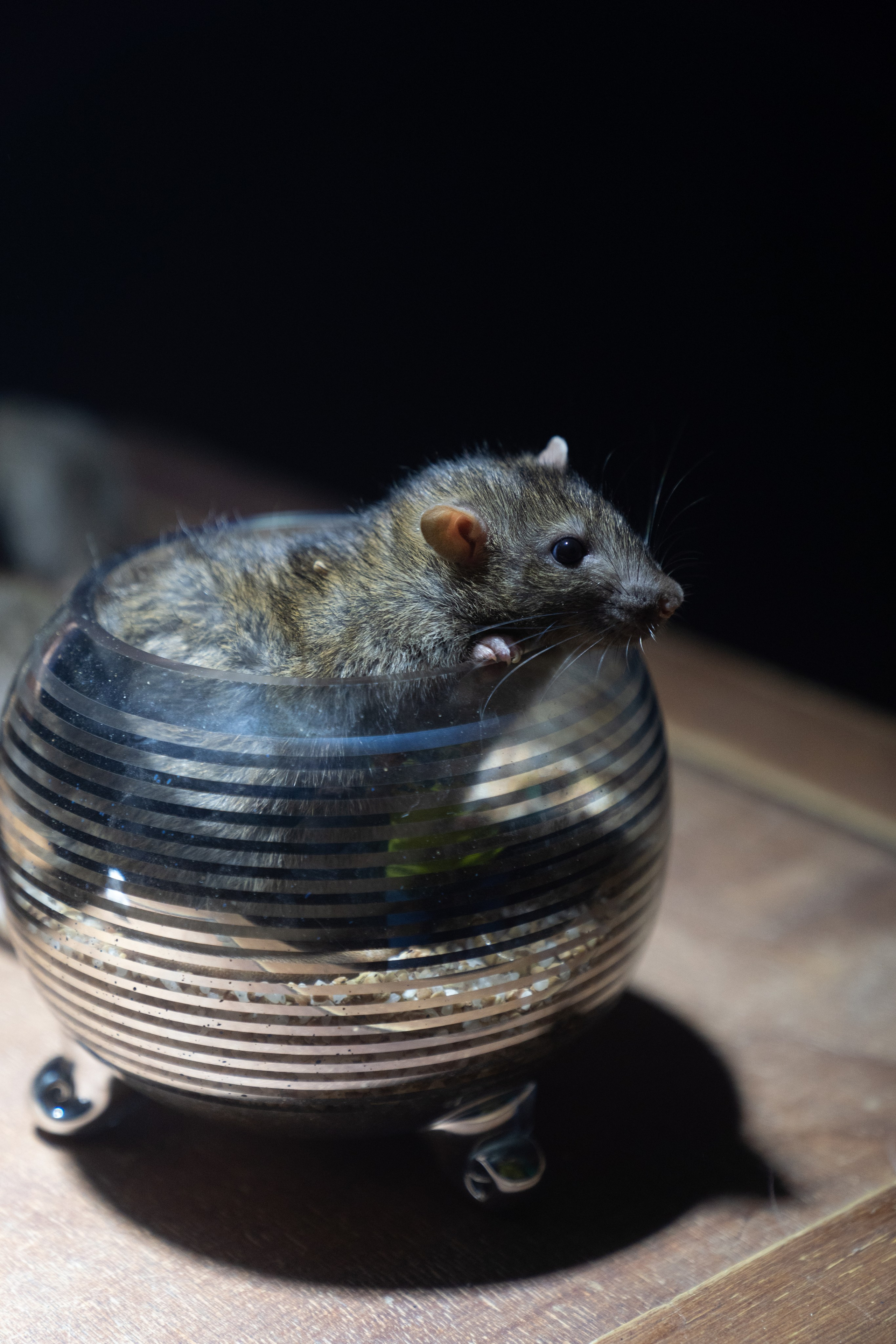 Детский ДР. Семейный и детский фотограф в Сергиев Посаде, Хотьково Якимчук Любовь
