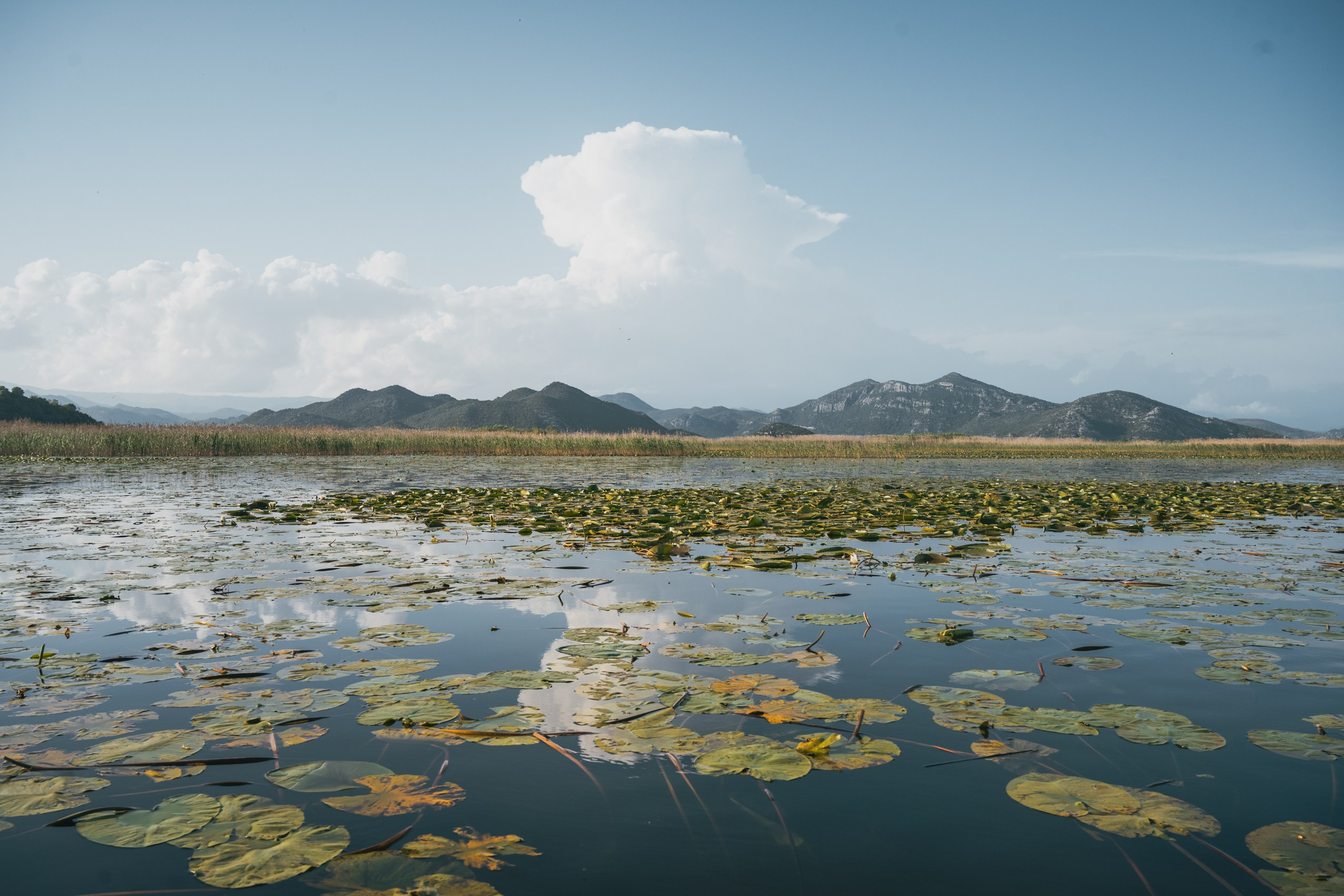 СКАДАРСКОЕ ОЗЕРО. ЧЕРНОГОРИЯ. Фотограф в Белграде Чугреева Елена