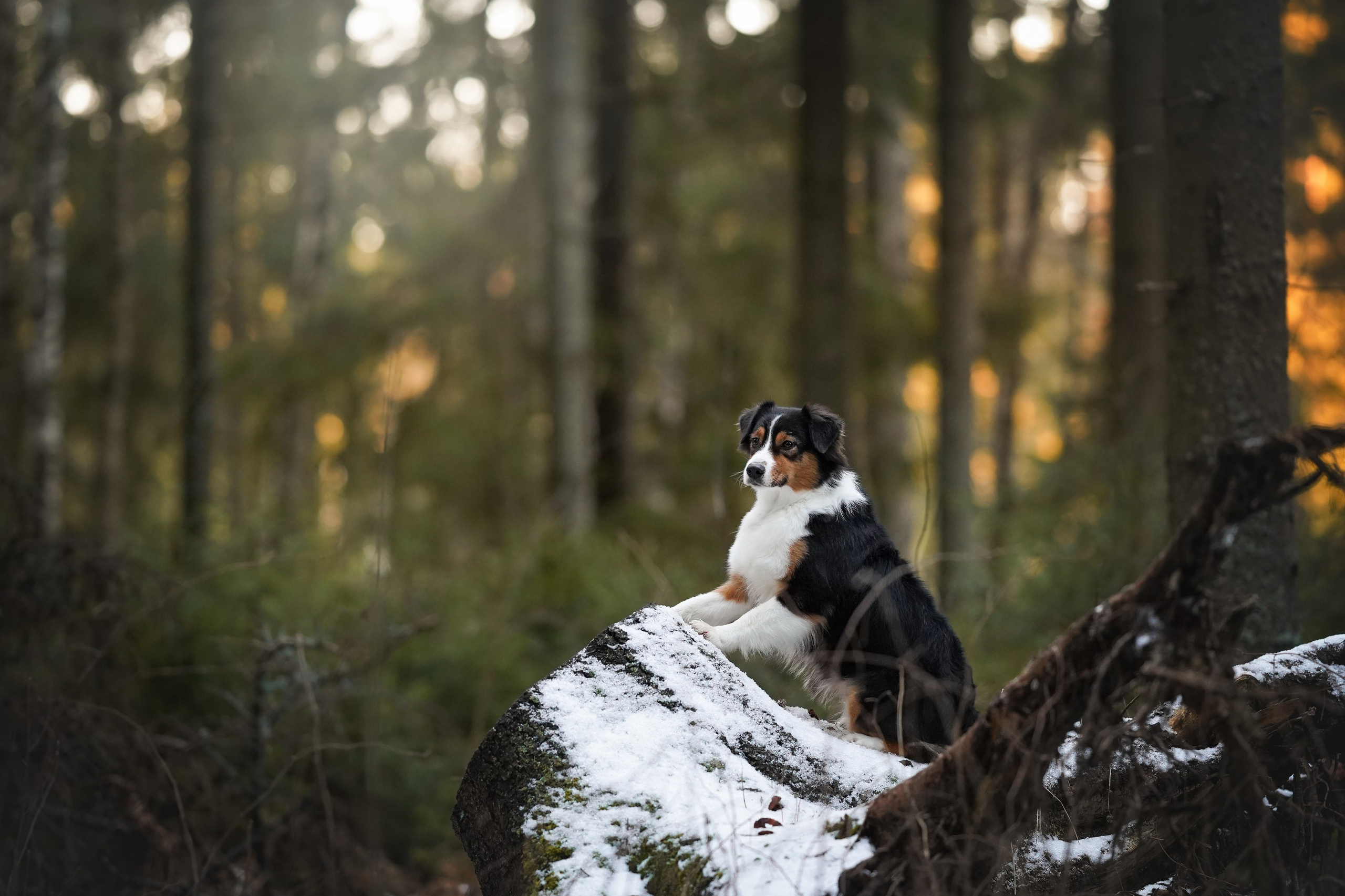 Бэст Айла и Панда. Фотограф-анималист в Санкт-Петербурге Яна Мартынова