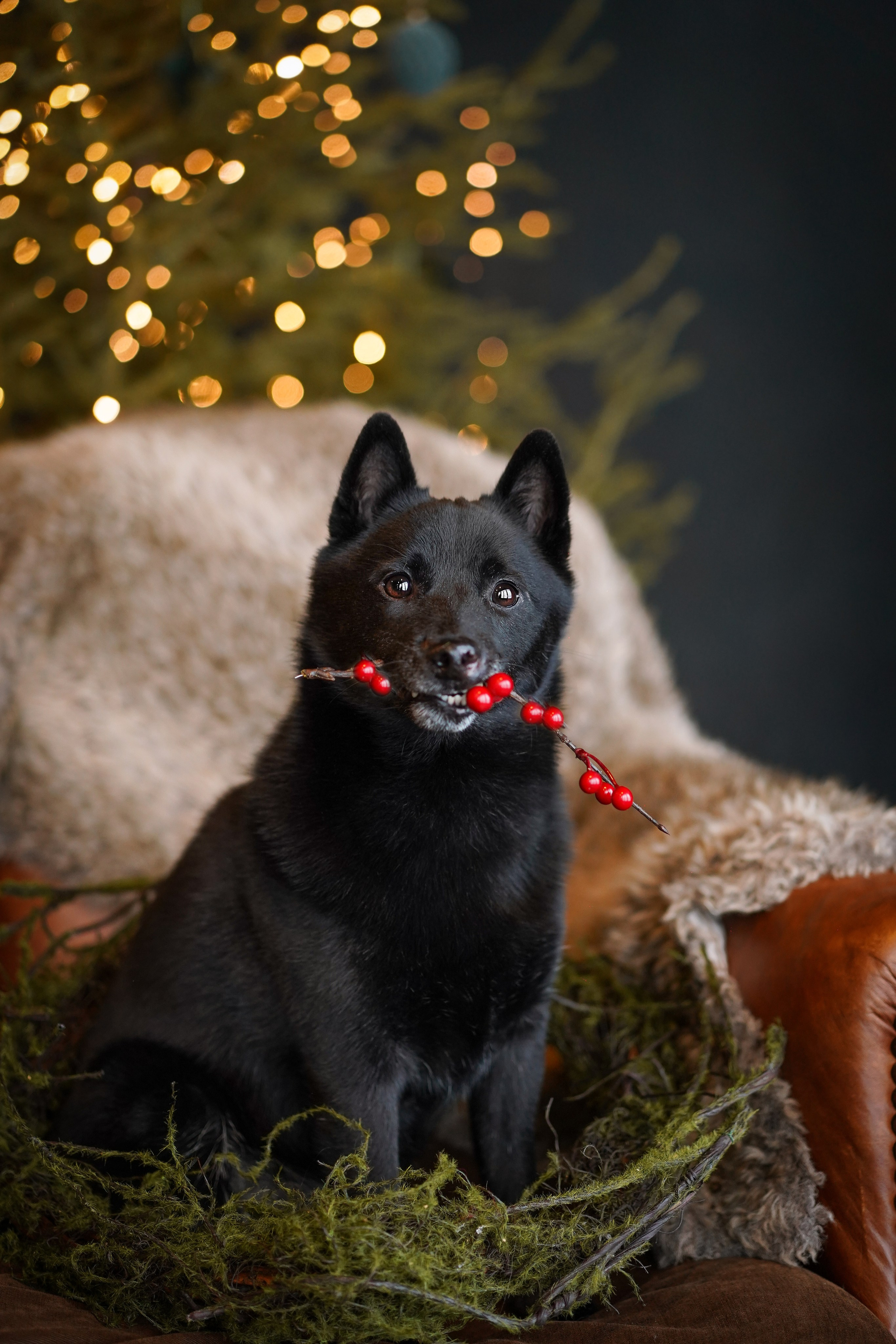 Аня и Арчи. Фотограф-анималист в Санкт-Петербурге Яна Мартынова
