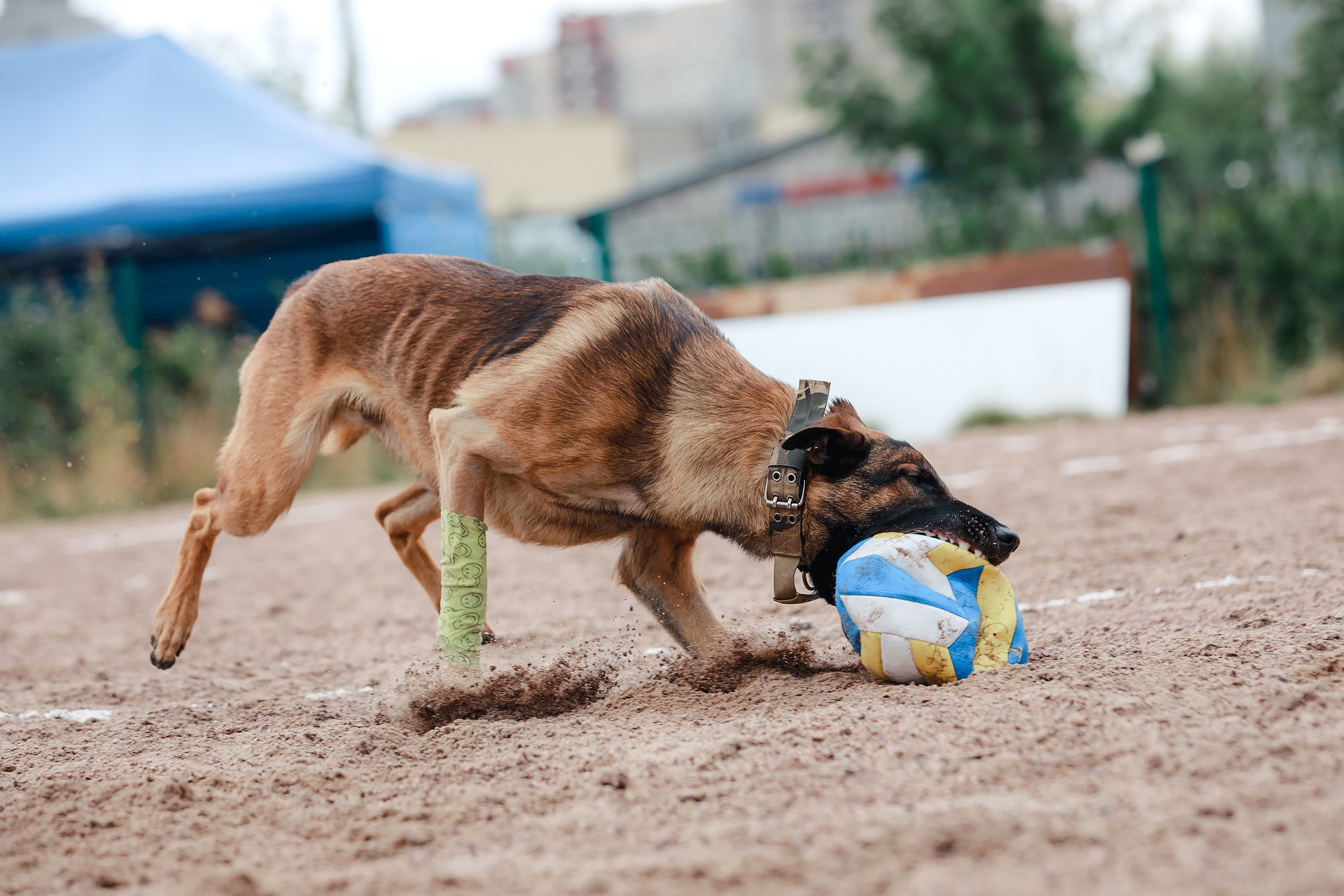 Питч&Гоу + веселые старты. Фотограф-анималист Mary Mart — Москва, Питер