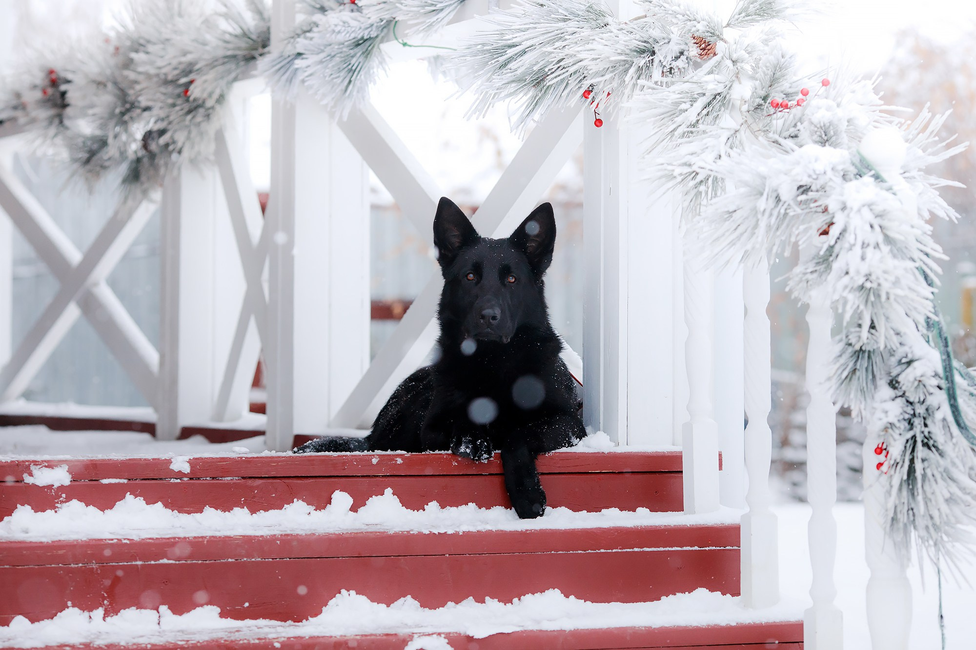 Зимние портреты. Фотограф-анималист Mary Mart — Москва, Питер