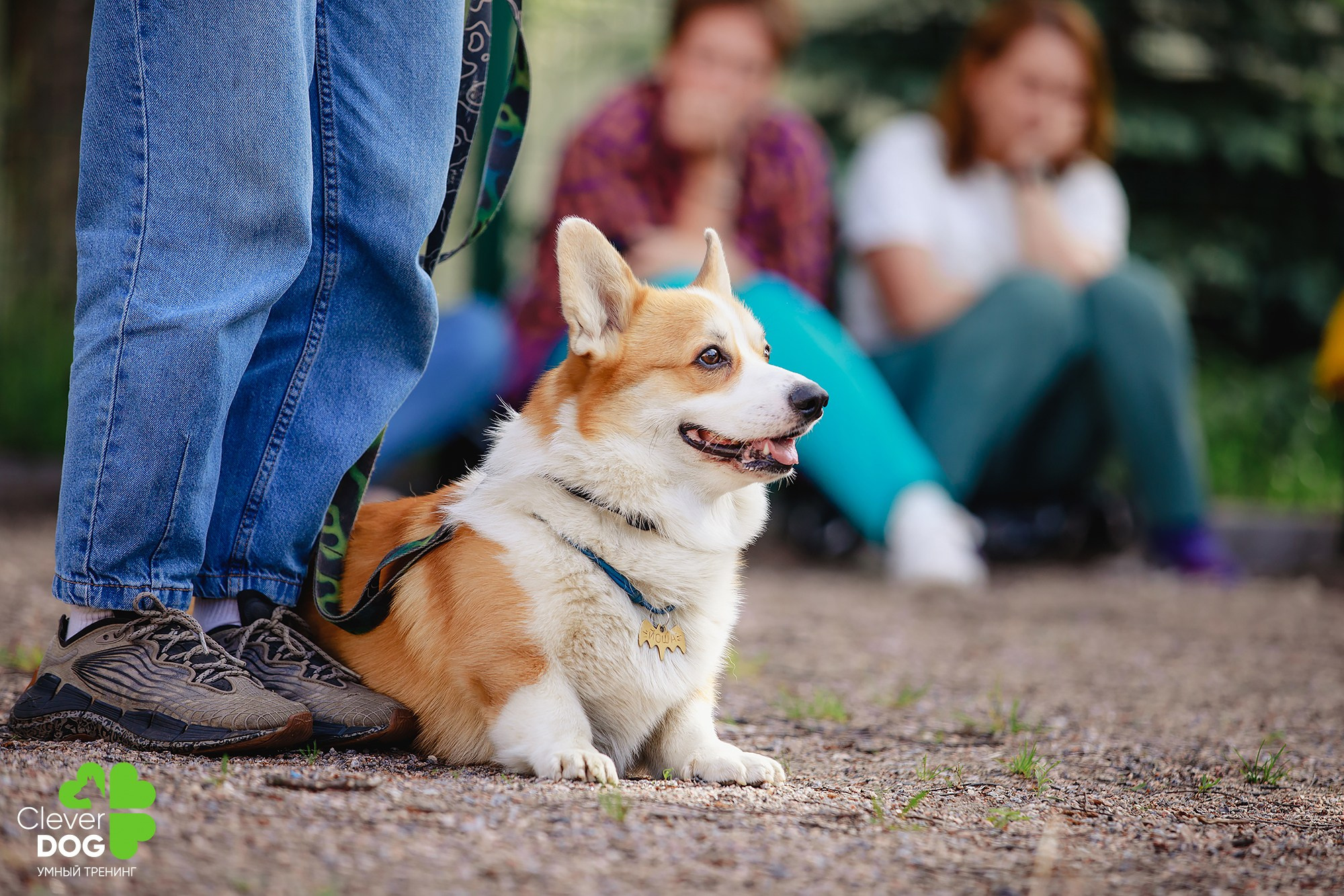 Семинар по поиску запаха с Иваном Ломовым, организатор CleverDog, СПб. Фотограф-анималист Mary Mart — Москва, Питер