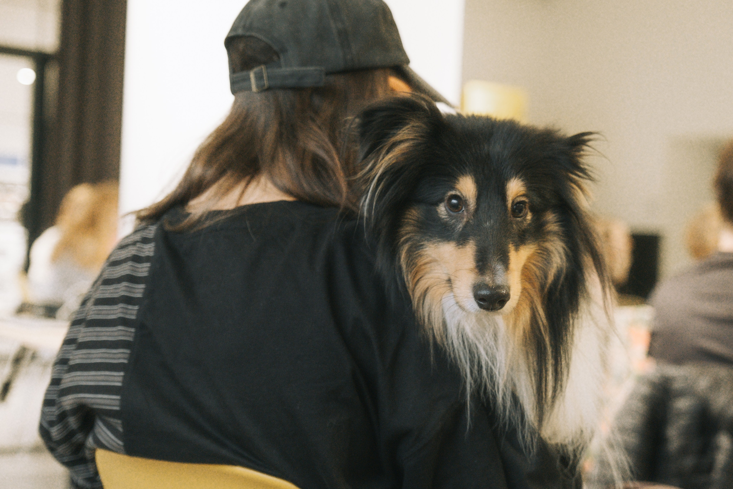 ПЕТ-БРАНЧ («РЕЛЬСЫ» Х «4 ЛАПЫ»). Главная