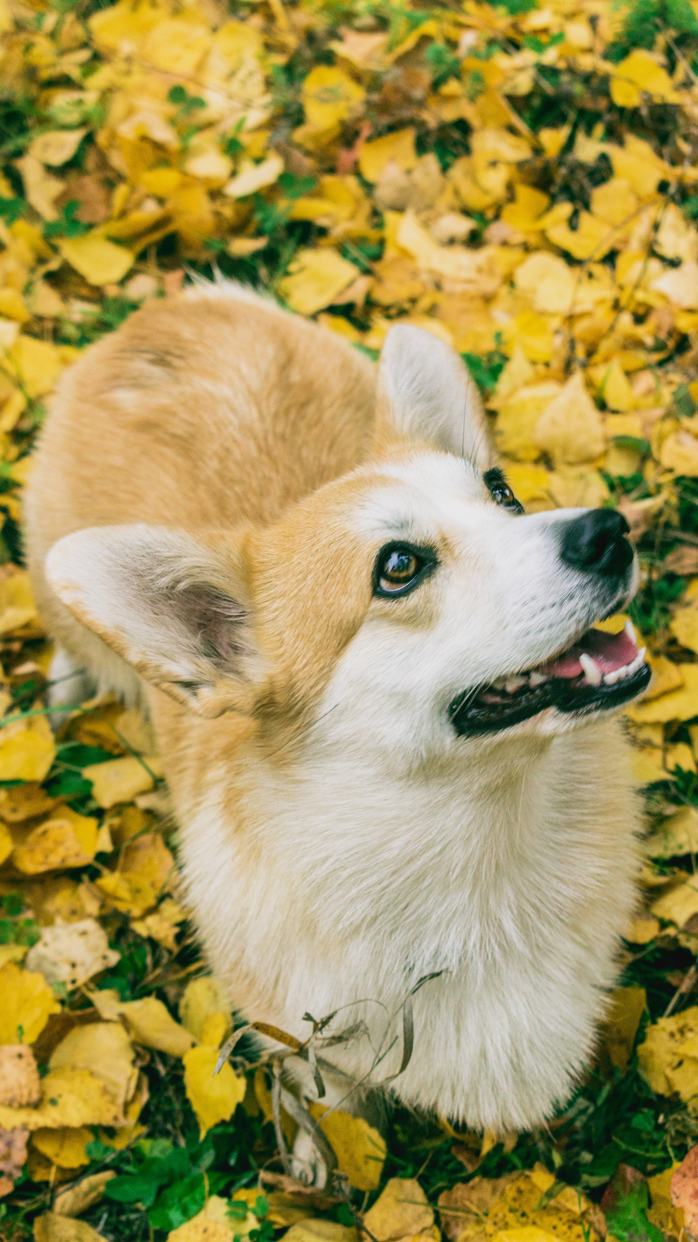 Дама с собачкой. Фотограф в Набережных Челнах Мари Сенчик
