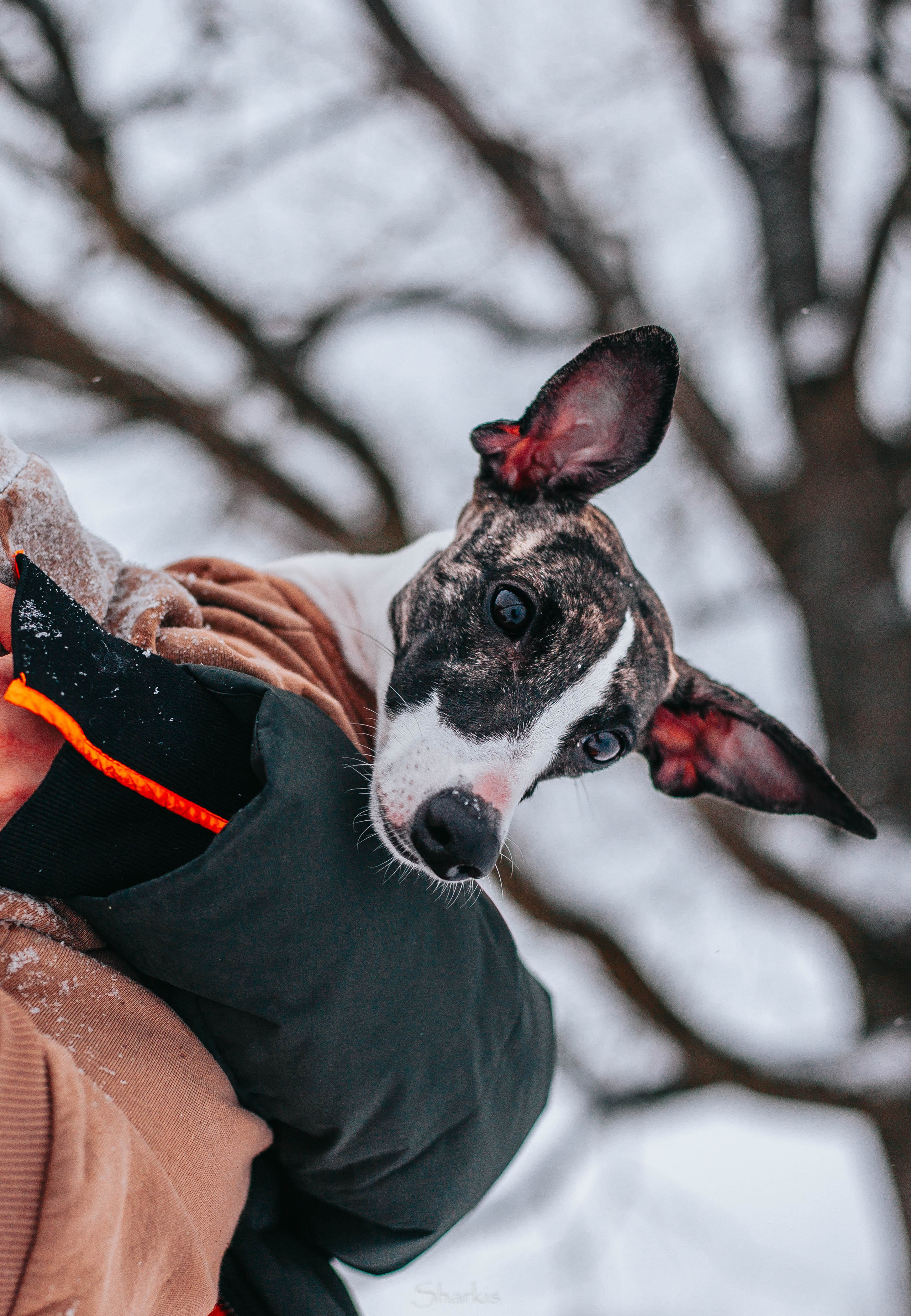 Хельга и Пёс. Главная