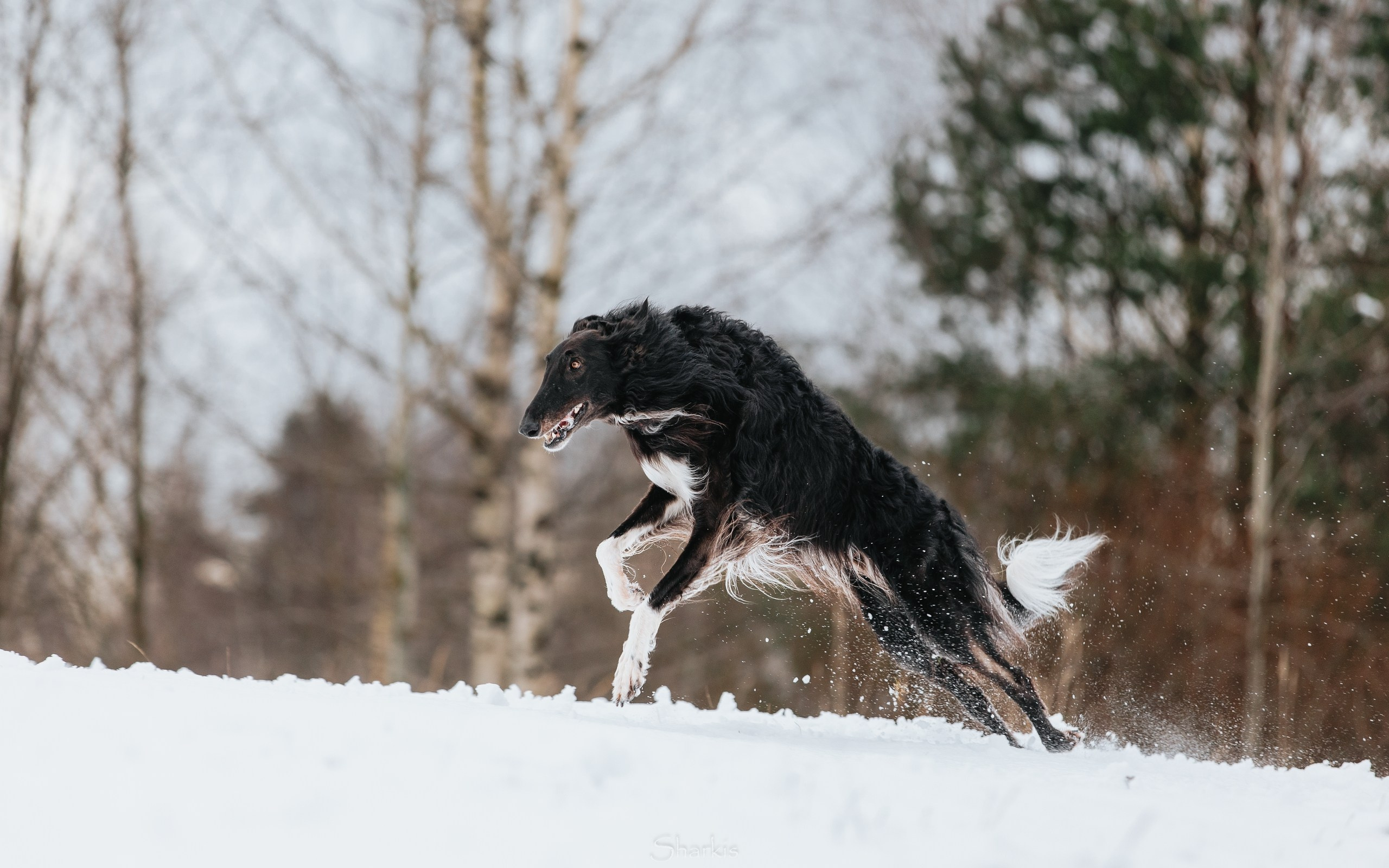 Катя и Гримм. Главная