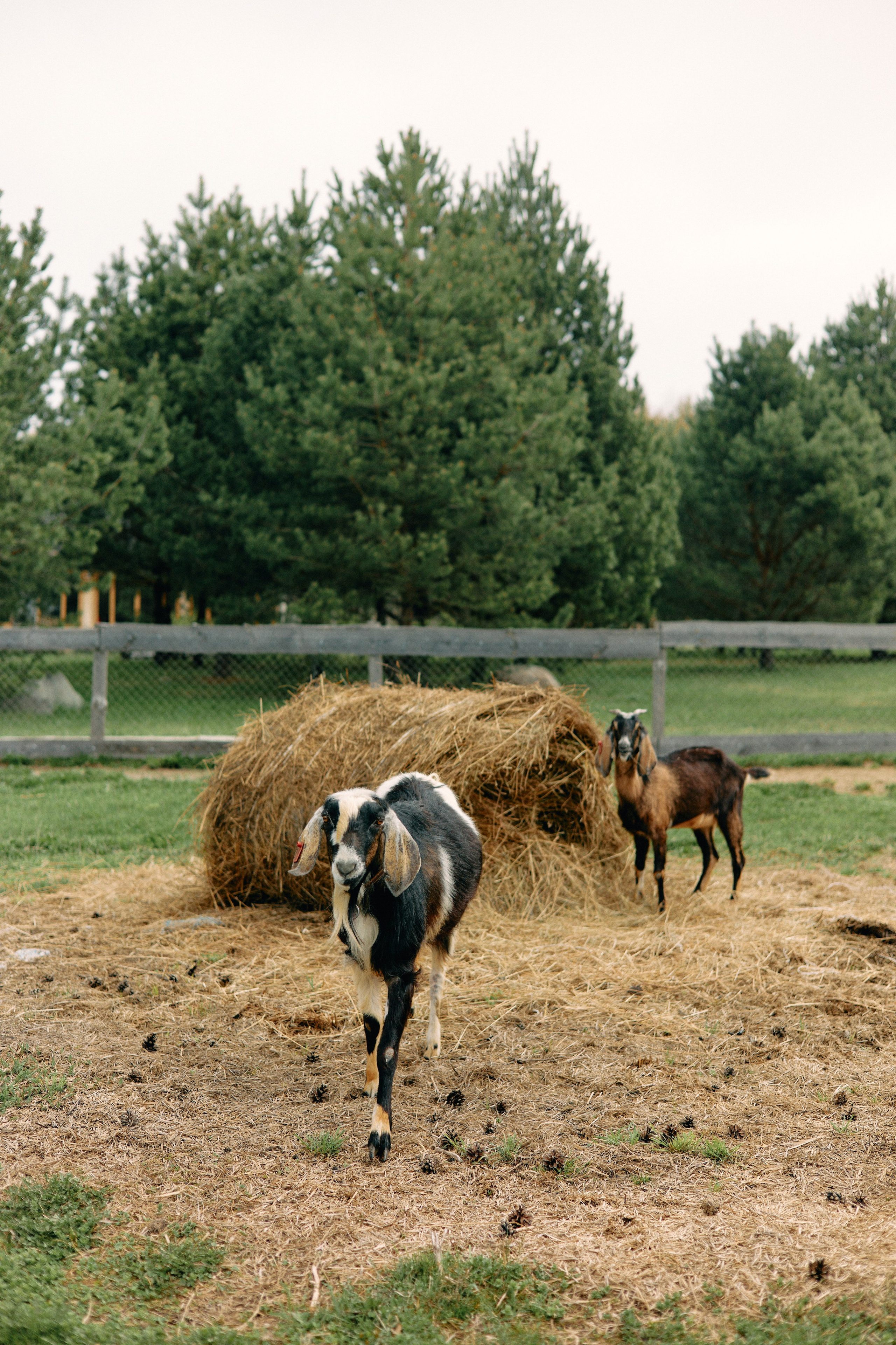Бутик-отель Поле летом. Профессиональный Фотограф во Владимире, в Москве и в Суздале — Полина Романычева