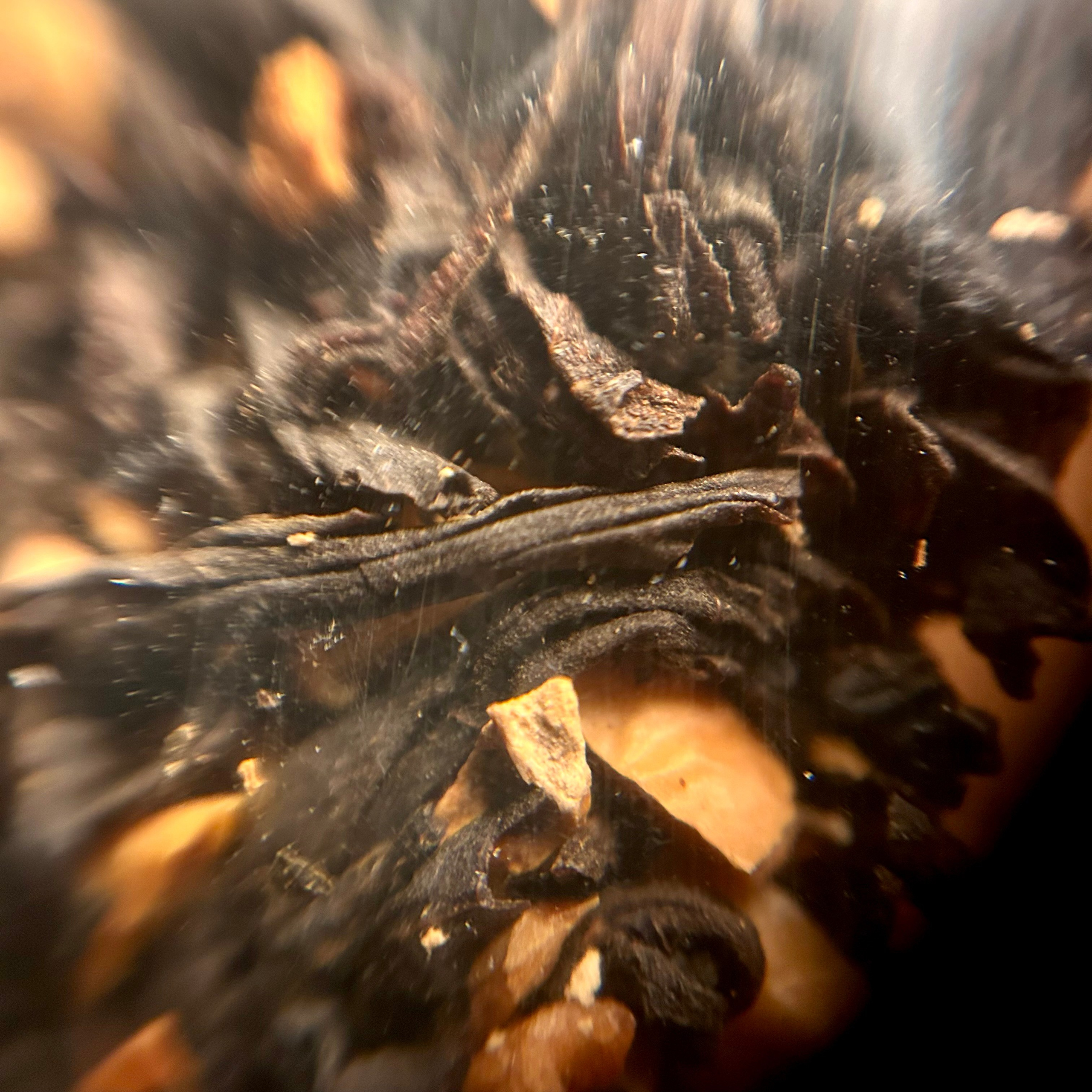 Макромир. Фотокружок «Видоискатель» ГБОУ СОШ № 291