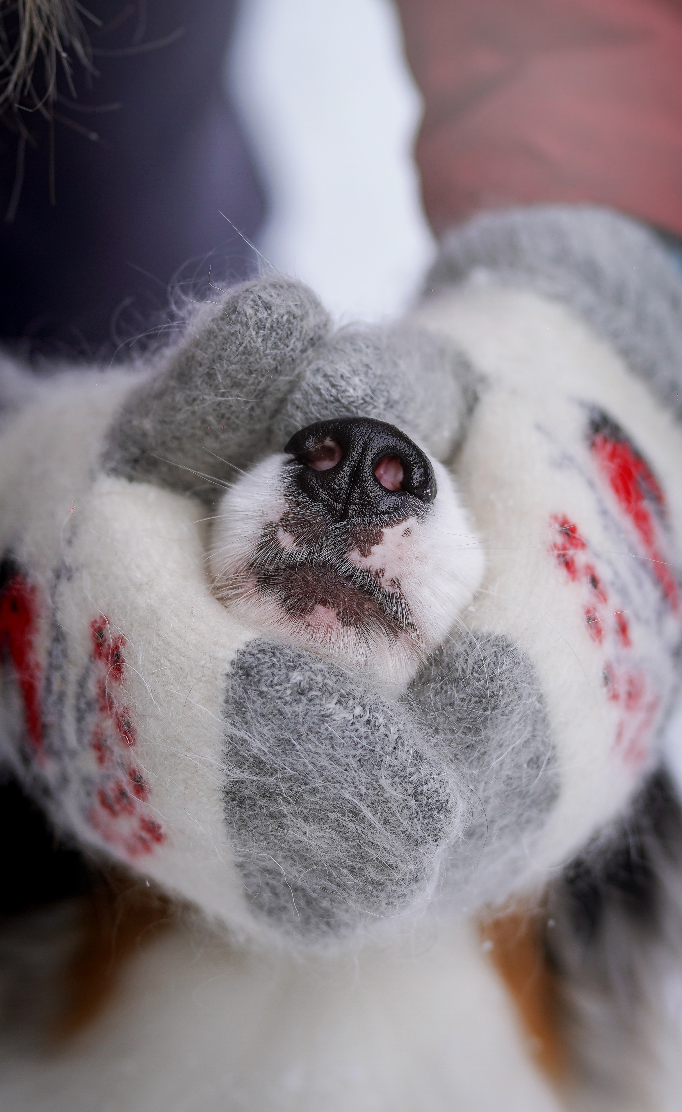 Ирина и Кайса. Фотограф-анималист в Санкт-Петербурге Яна Мартынова