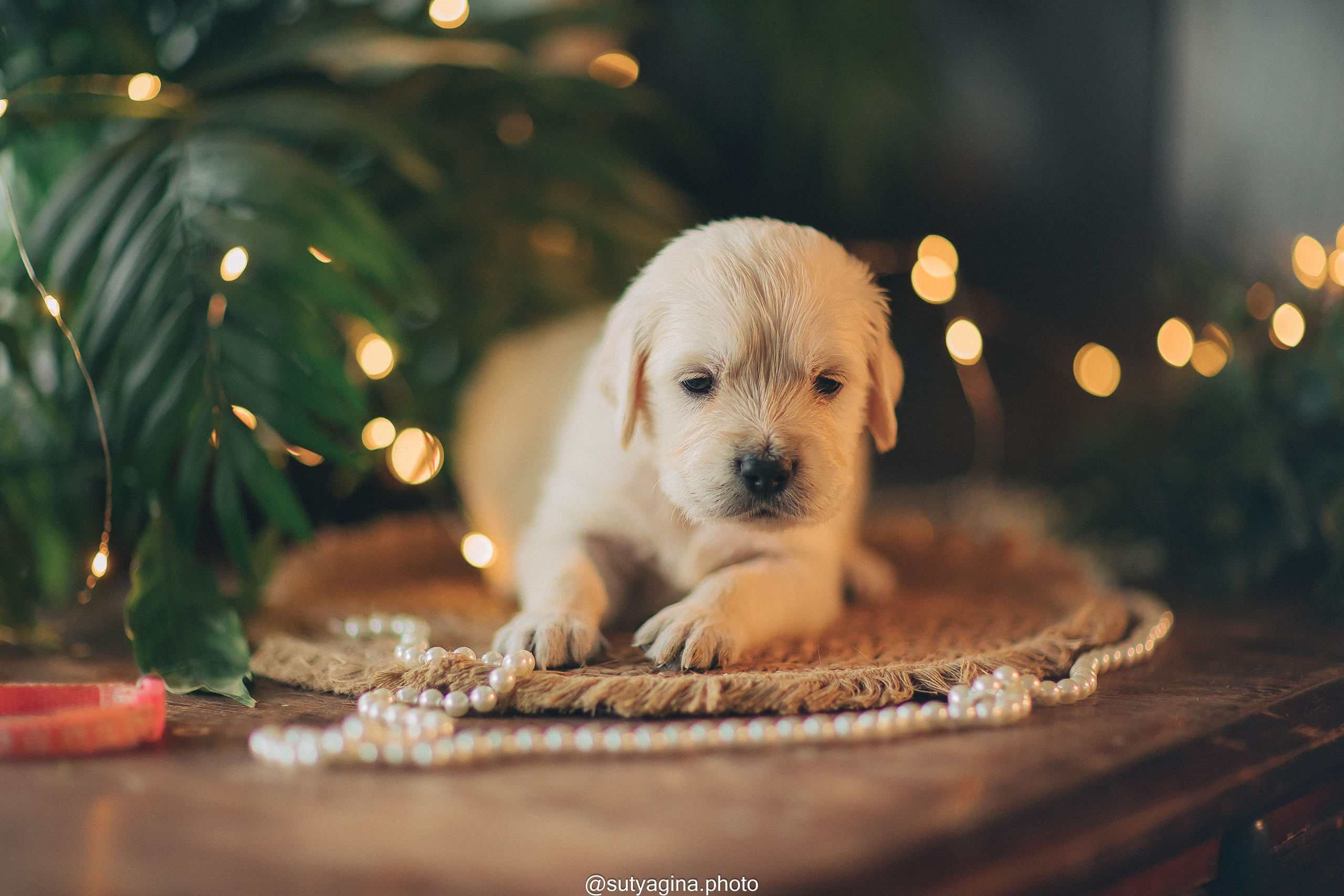 Белая лента. Свадебный и женский фотограф