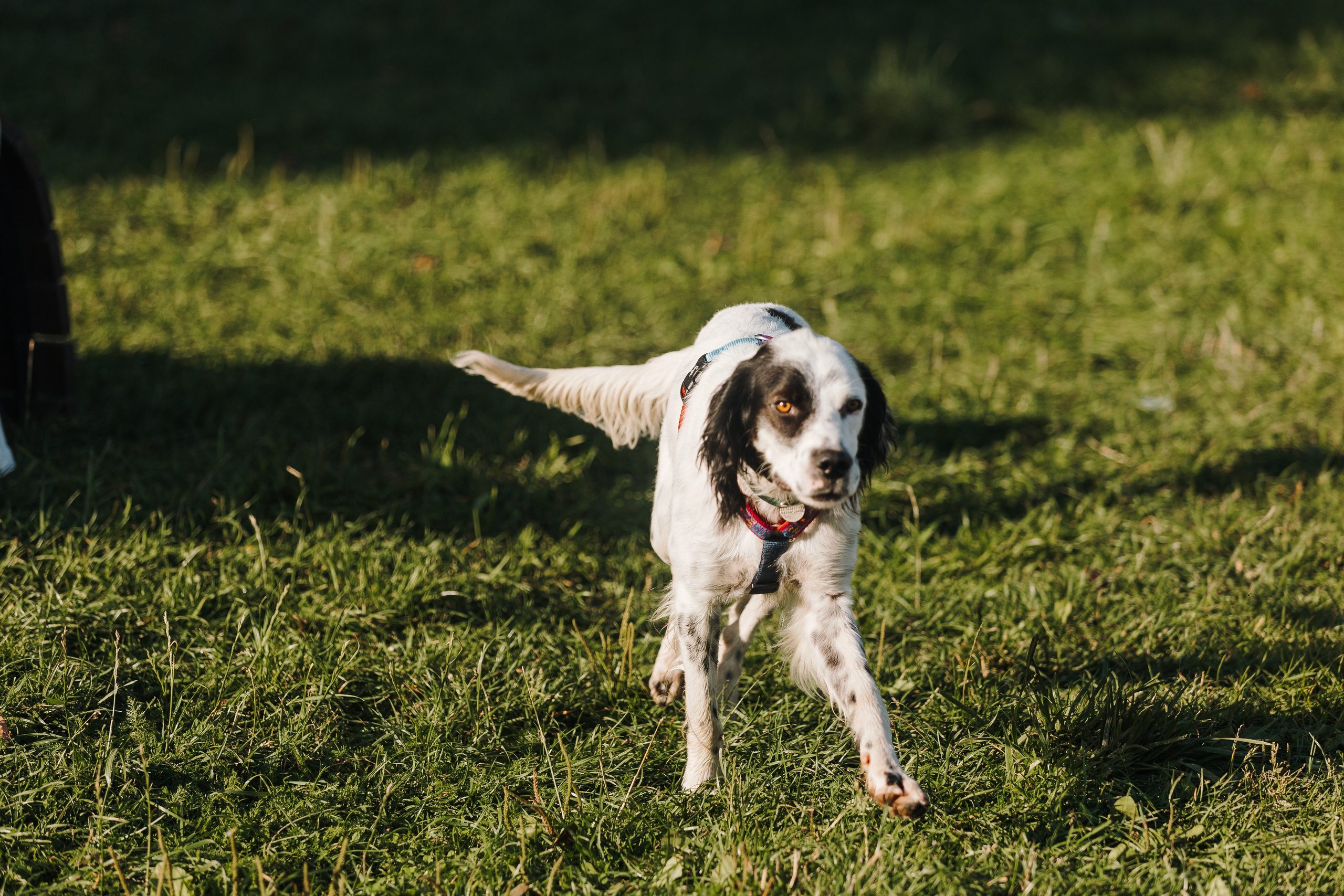 Petshop Sup day. Фотограф анималист Кристина Карпова, Москва